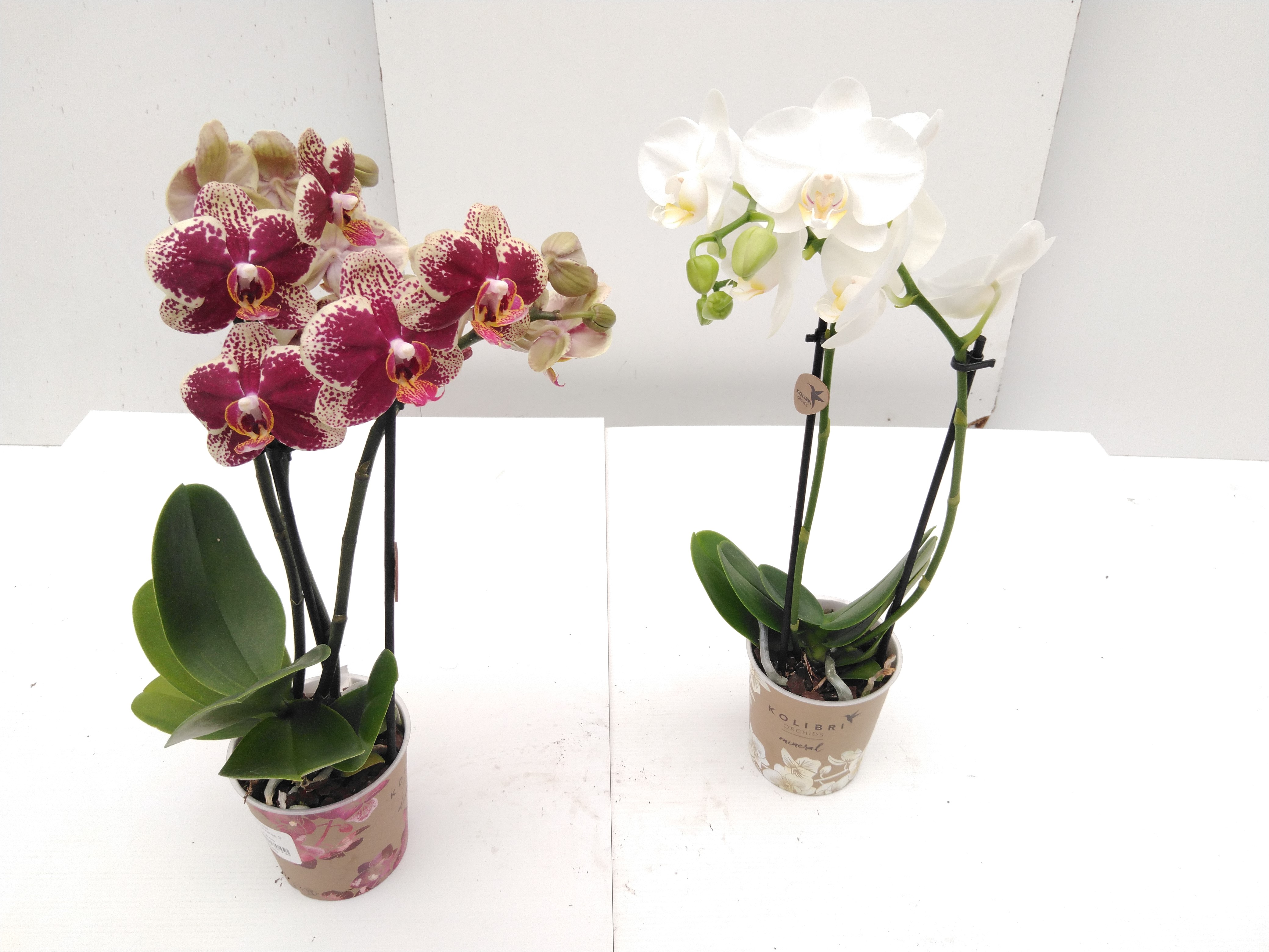 Phalaenopsis multi. ... 3 tak mix Eco / no sleeve