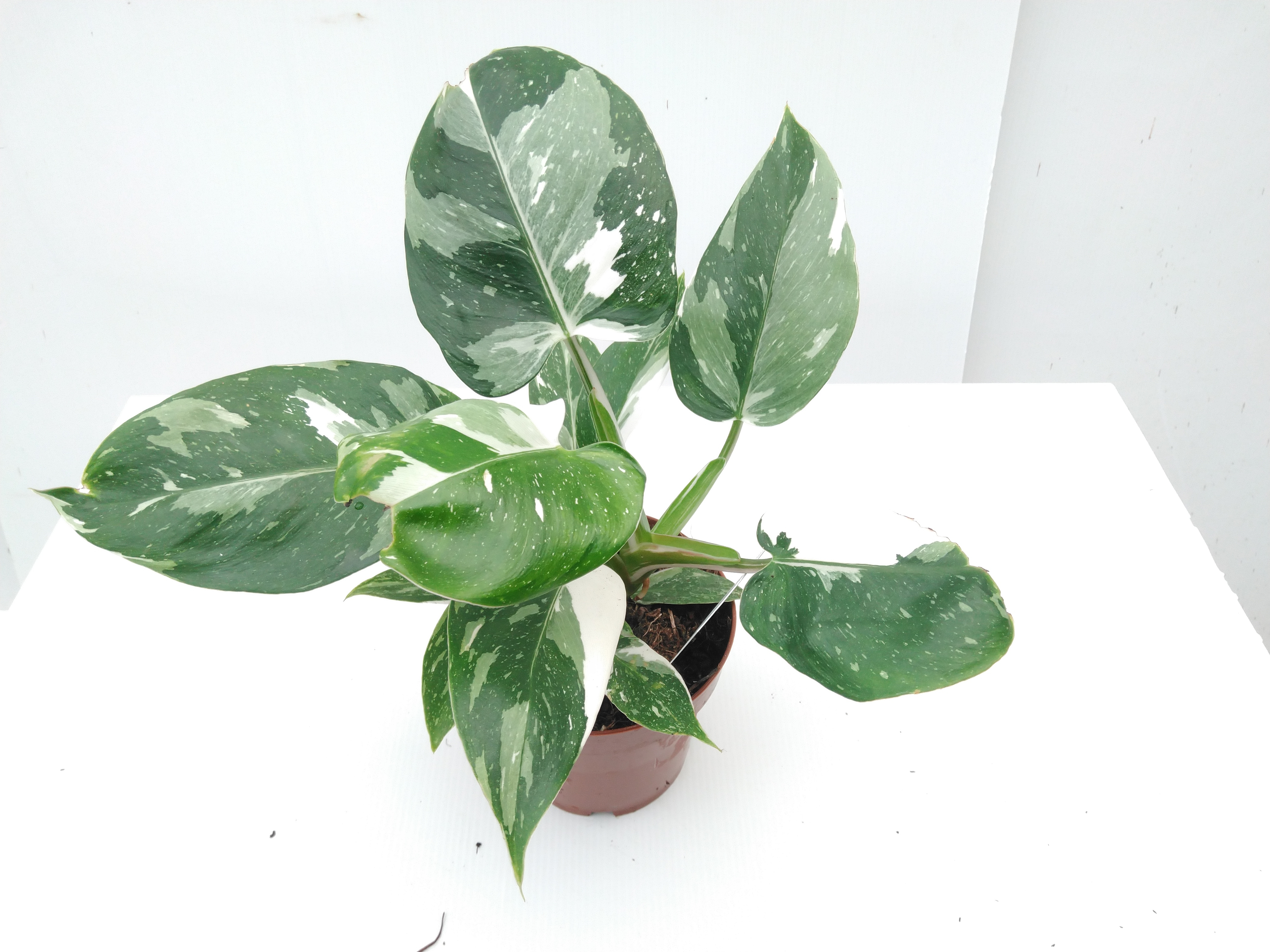 Philodendron White Princess