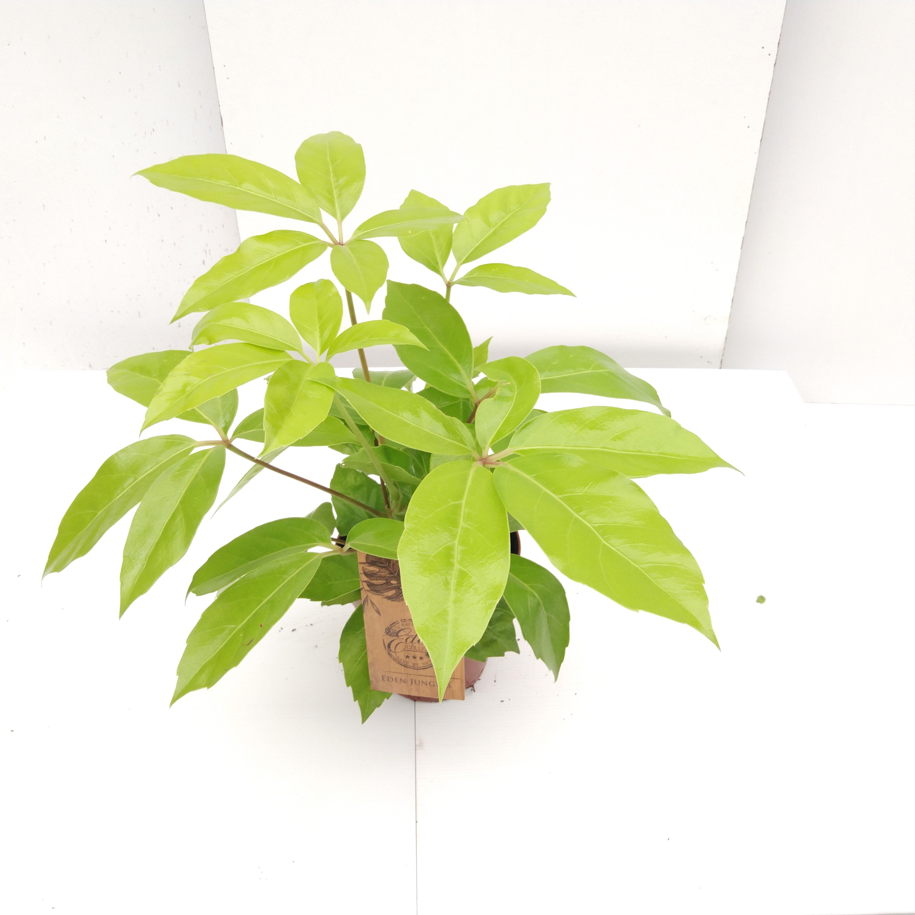 Schleffera Golden Amata