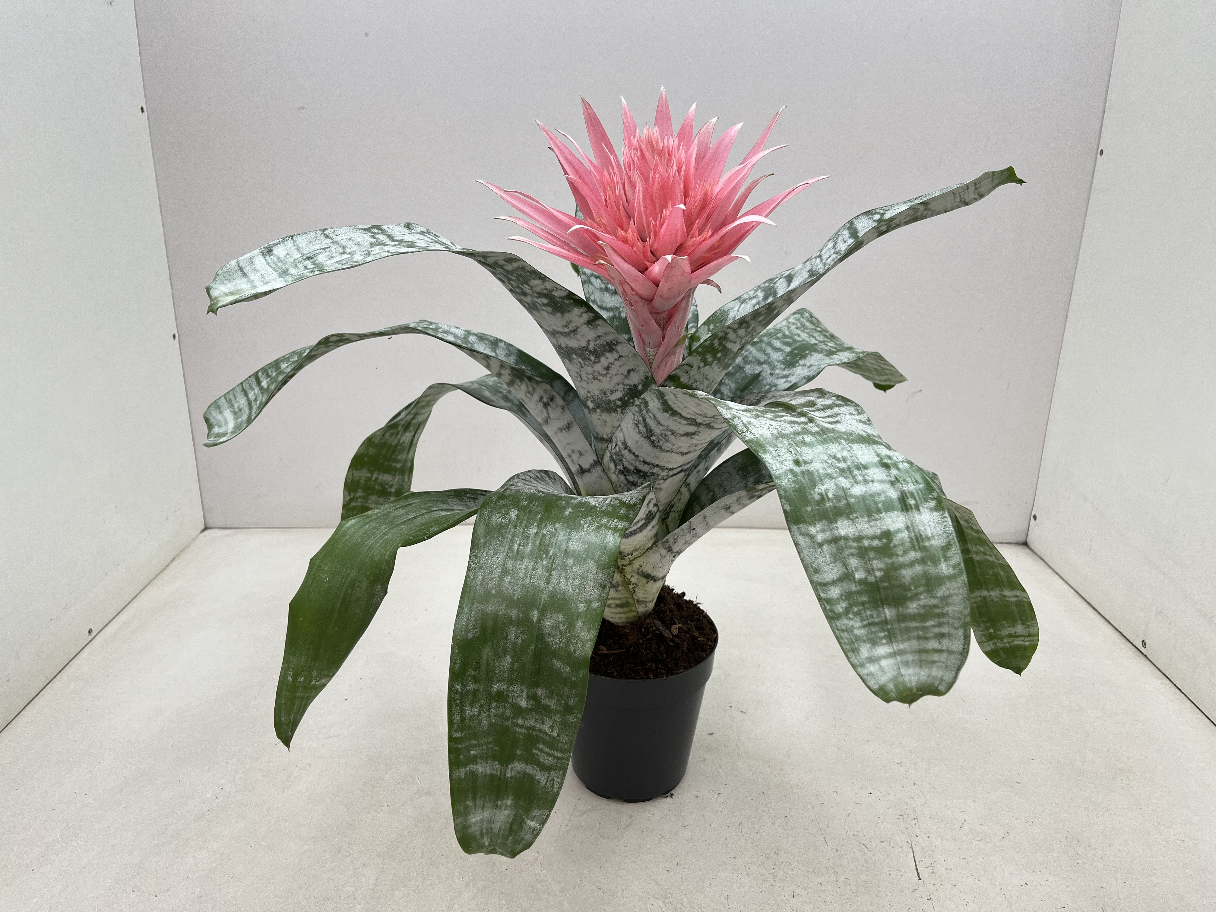 Aechmea Primera XXL Aechmea Primera XXL