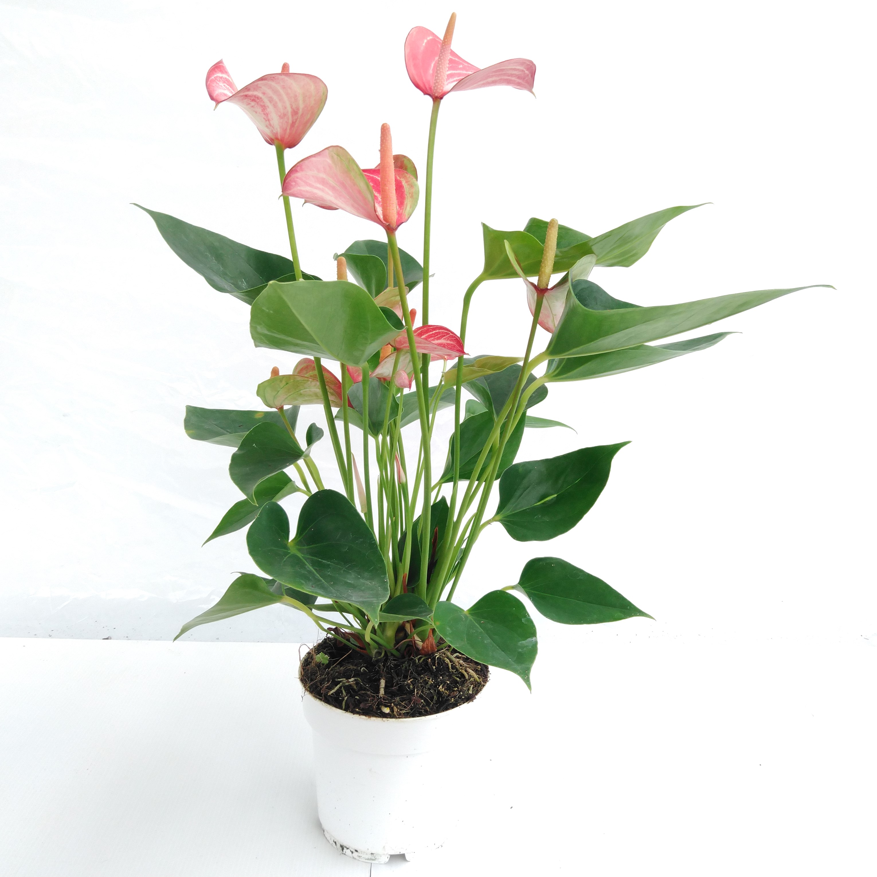 Anthurium 'Livium' - rood + wit