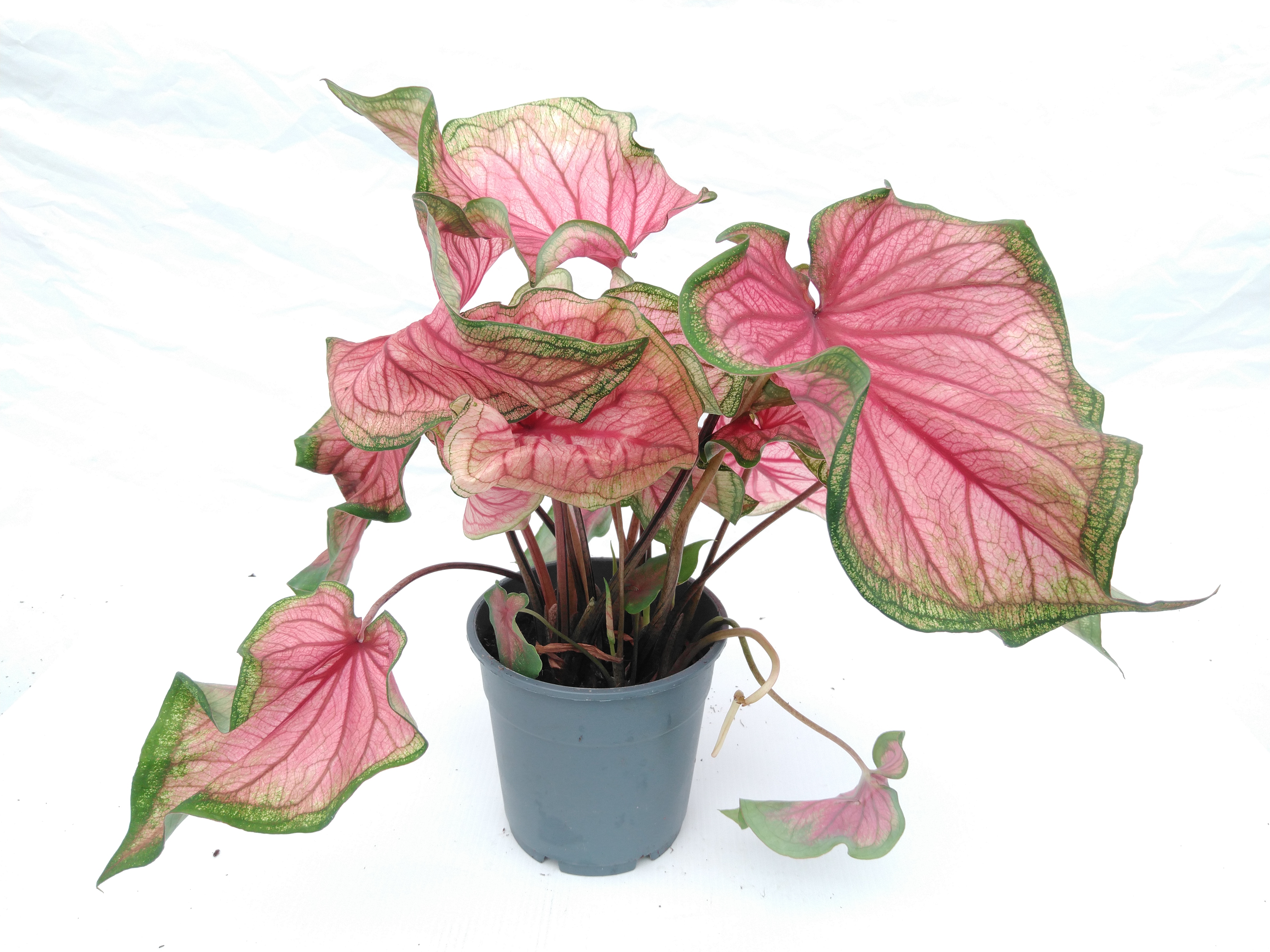 Caladium Mix Superieur