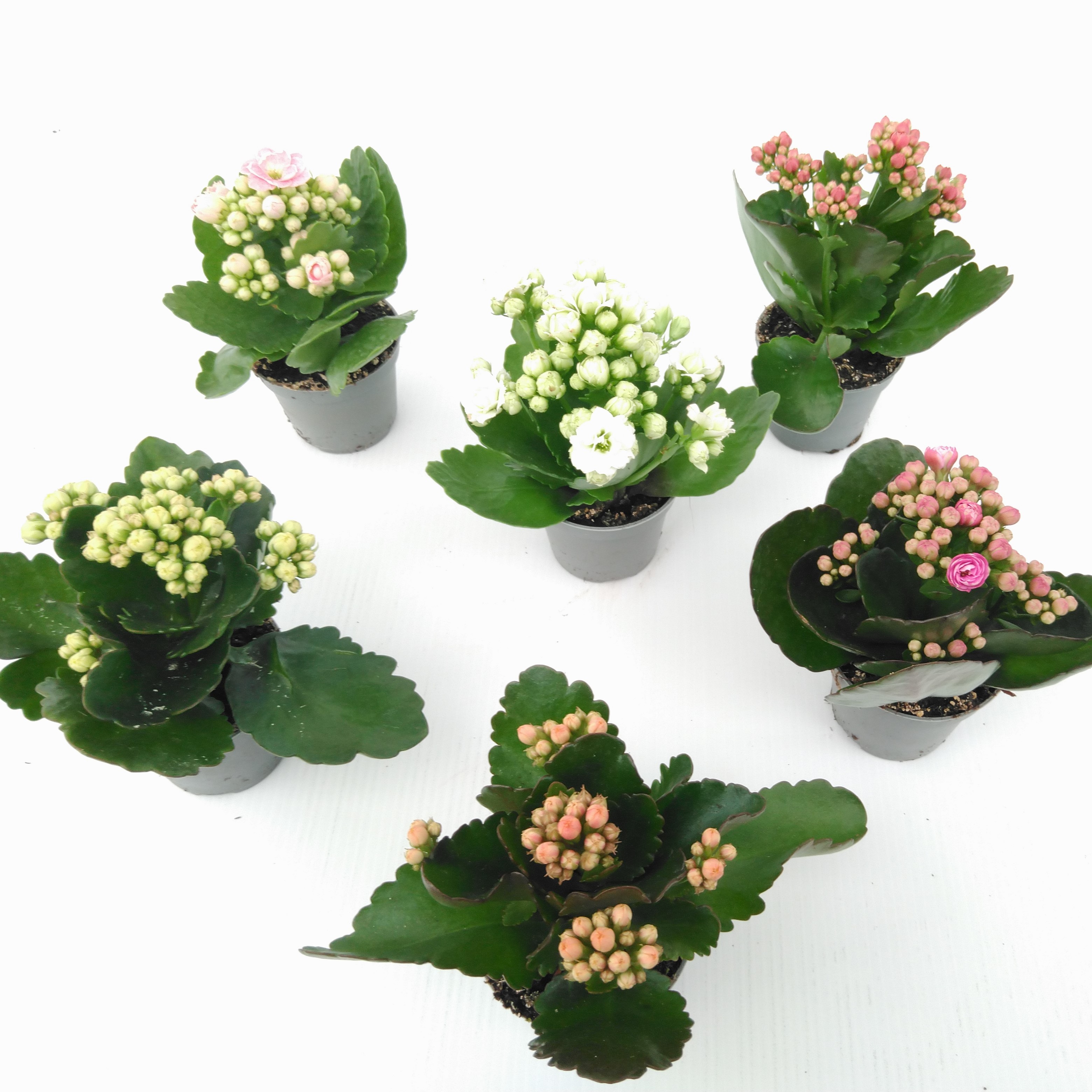 Kalanchoe Blossfeldiana 'Mini Calandiva'