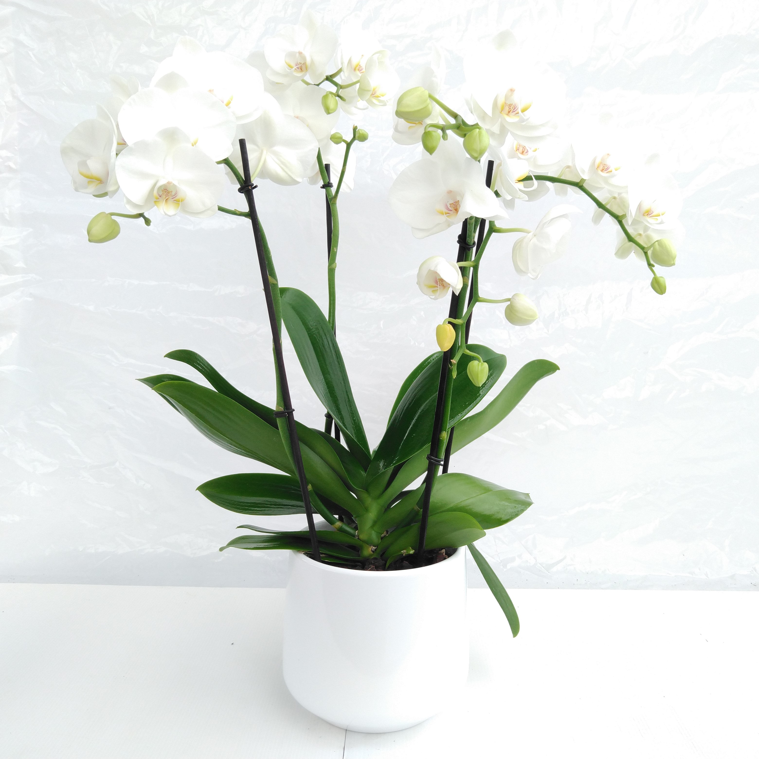 Phalaenopsis XL 'Impresso White' 3tak wit Phalaenopsis XL 'Impresso White' 3tak wit