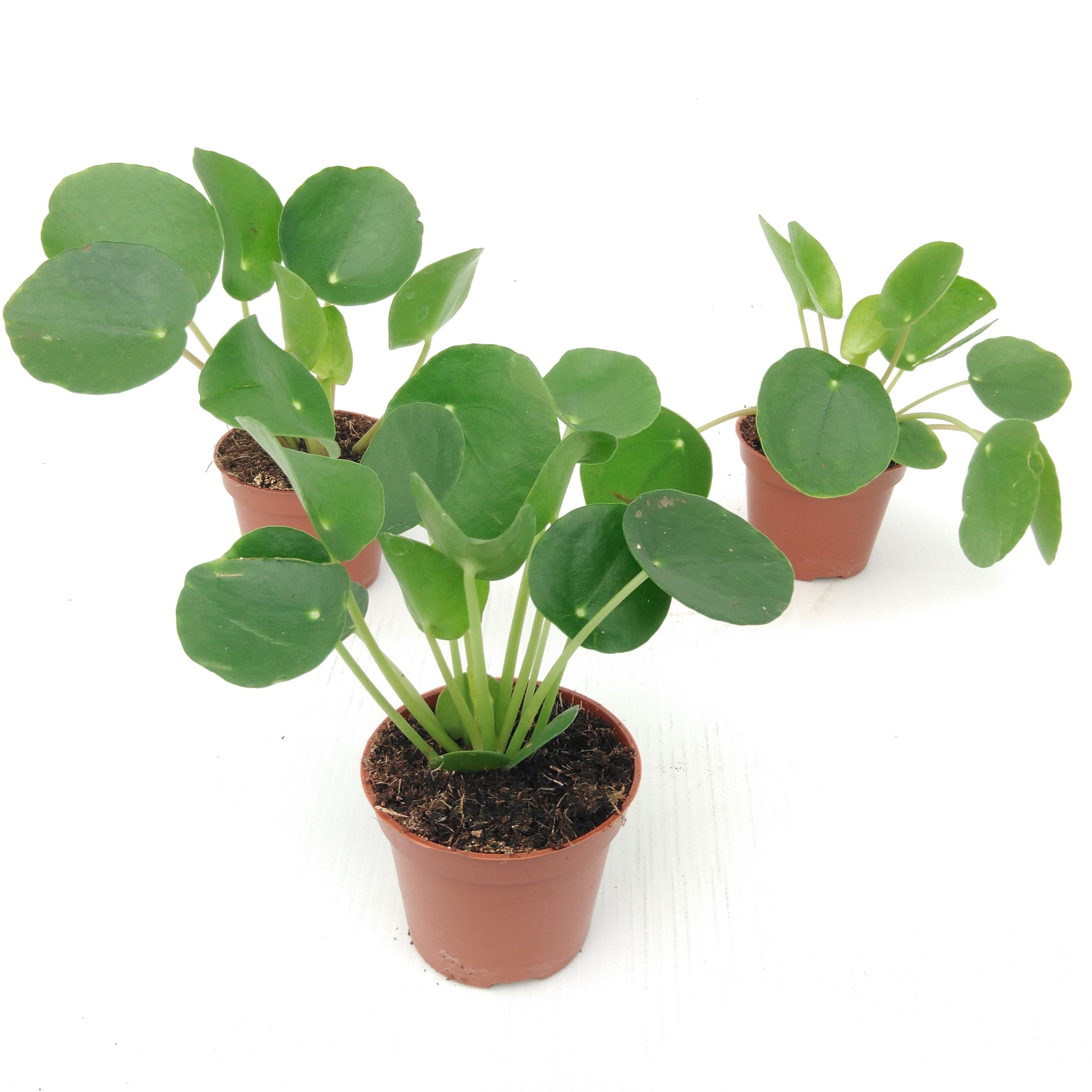 Pilea Peperomioides Mini