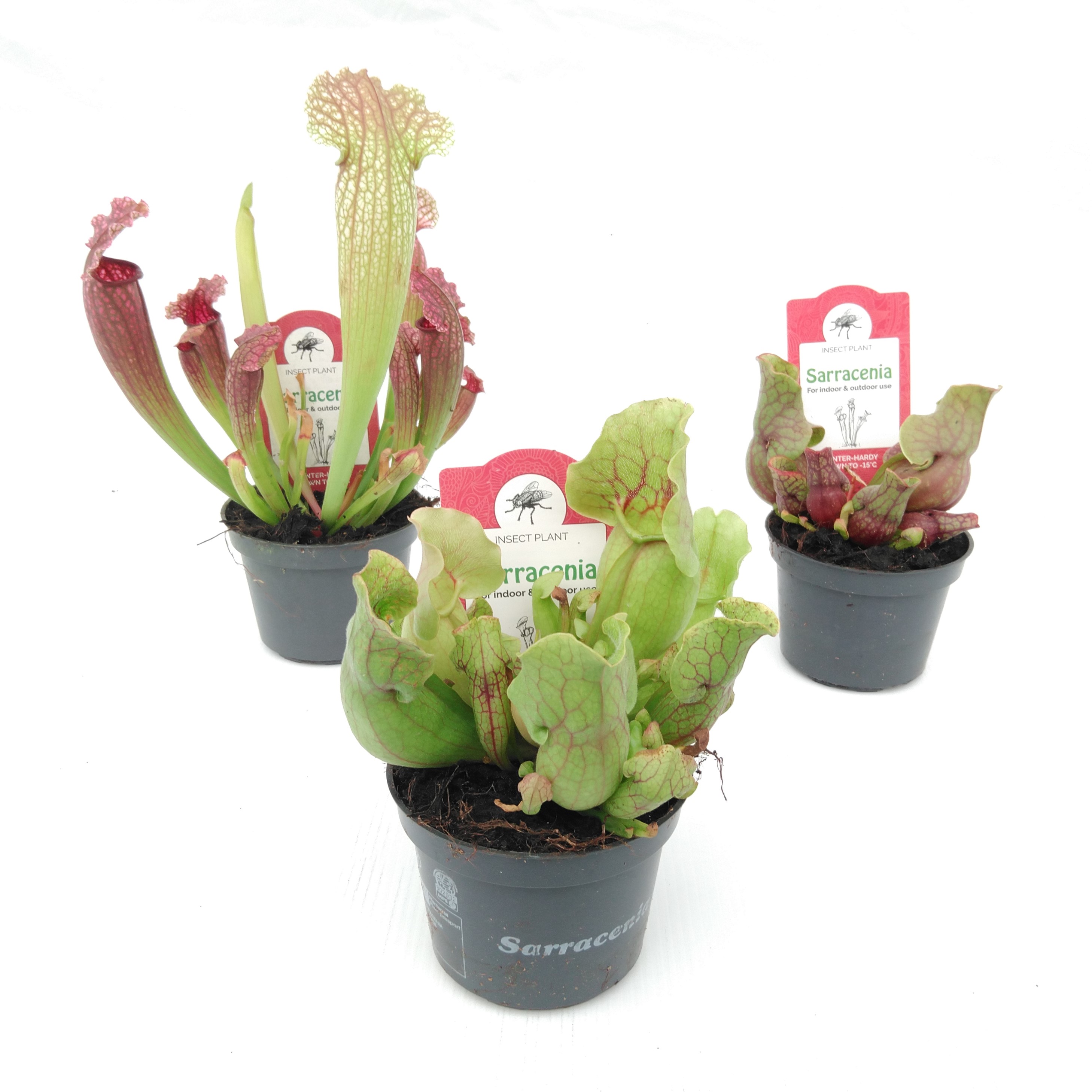Sarracenia mix - Vleesetende planten