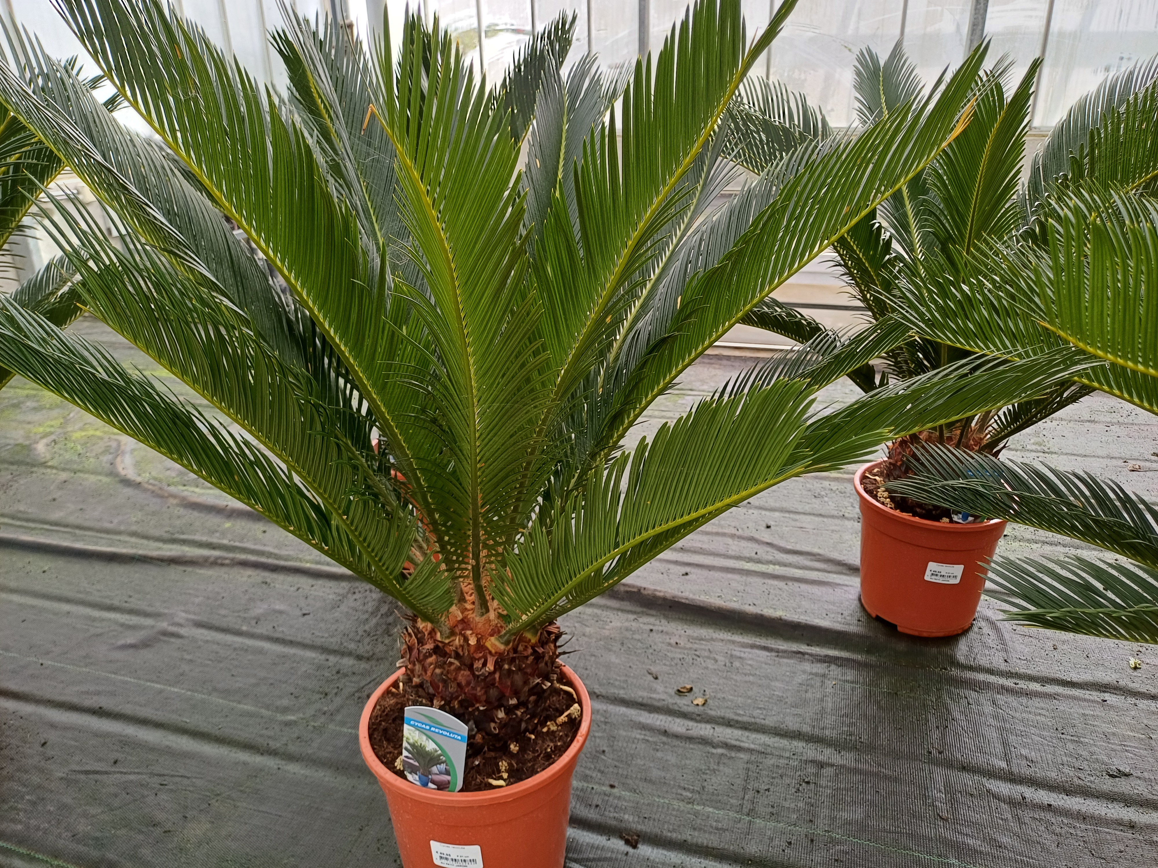 Cycas revoluta