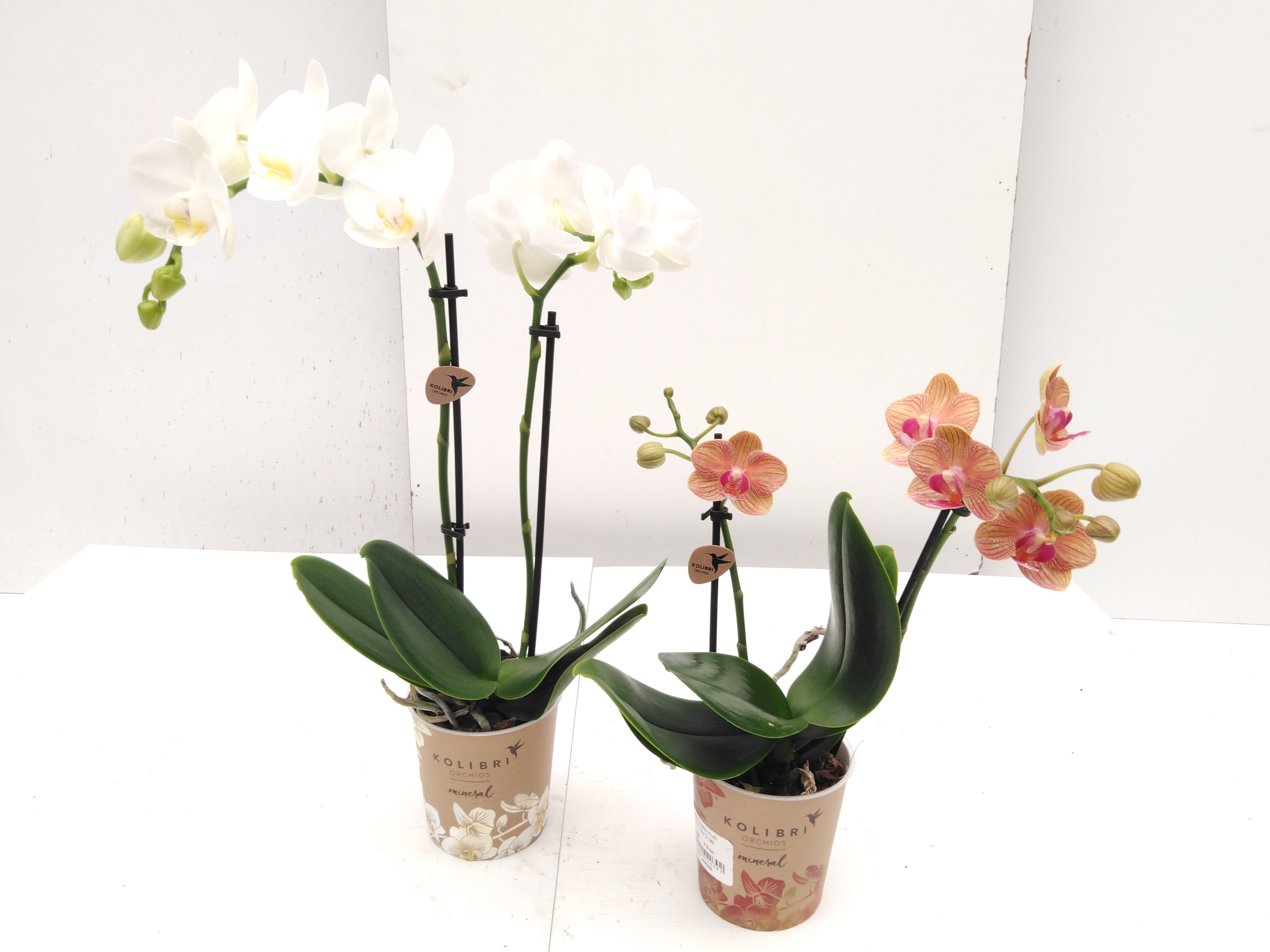 Phalaenopsis multi. Kolibri Mix 2 tak