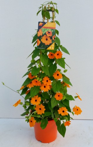 Thunbergia alata - Pyramide in kleuren Thunbergia alata - Pyramide in kleuren