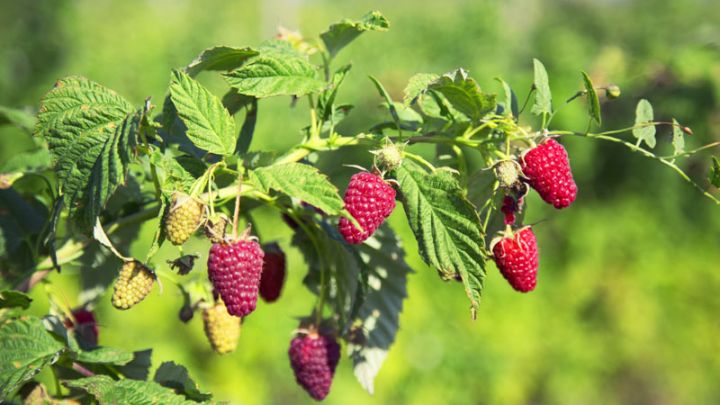 Rubus idaeus 'Héritage'