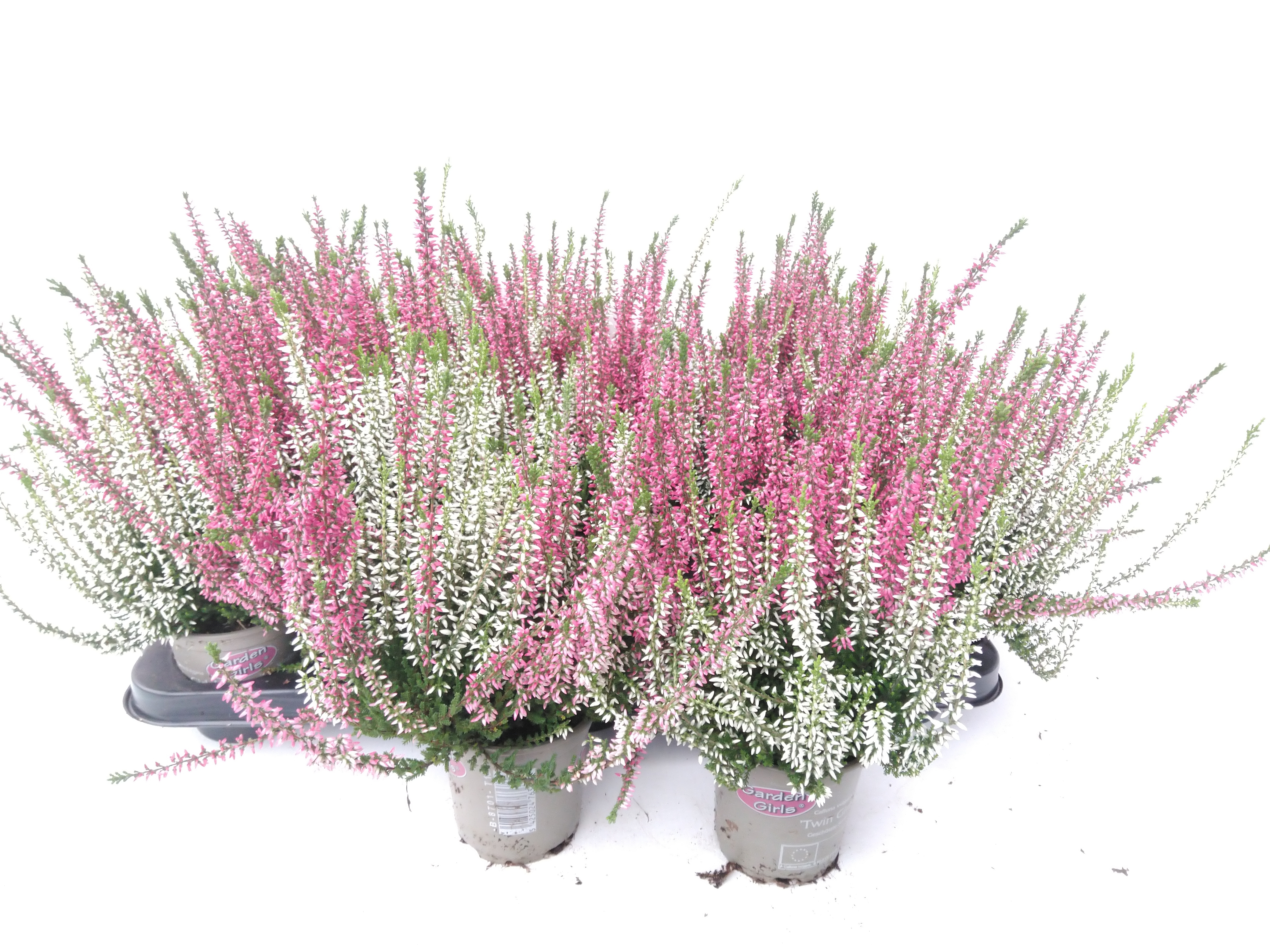 Calluna vulg. 'Garden G Twin'  rood/wit 