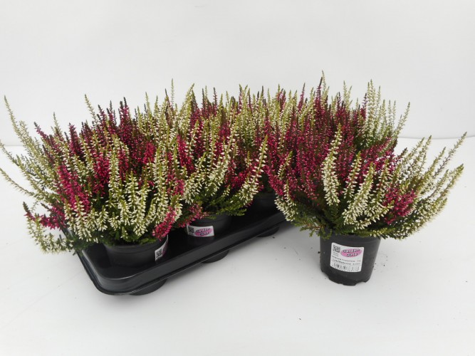 Calluna vulg. 'Beauty-L'  twin rood/wit