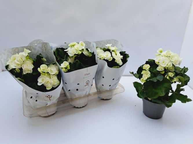 Begonia elat. HL 'Clara White'