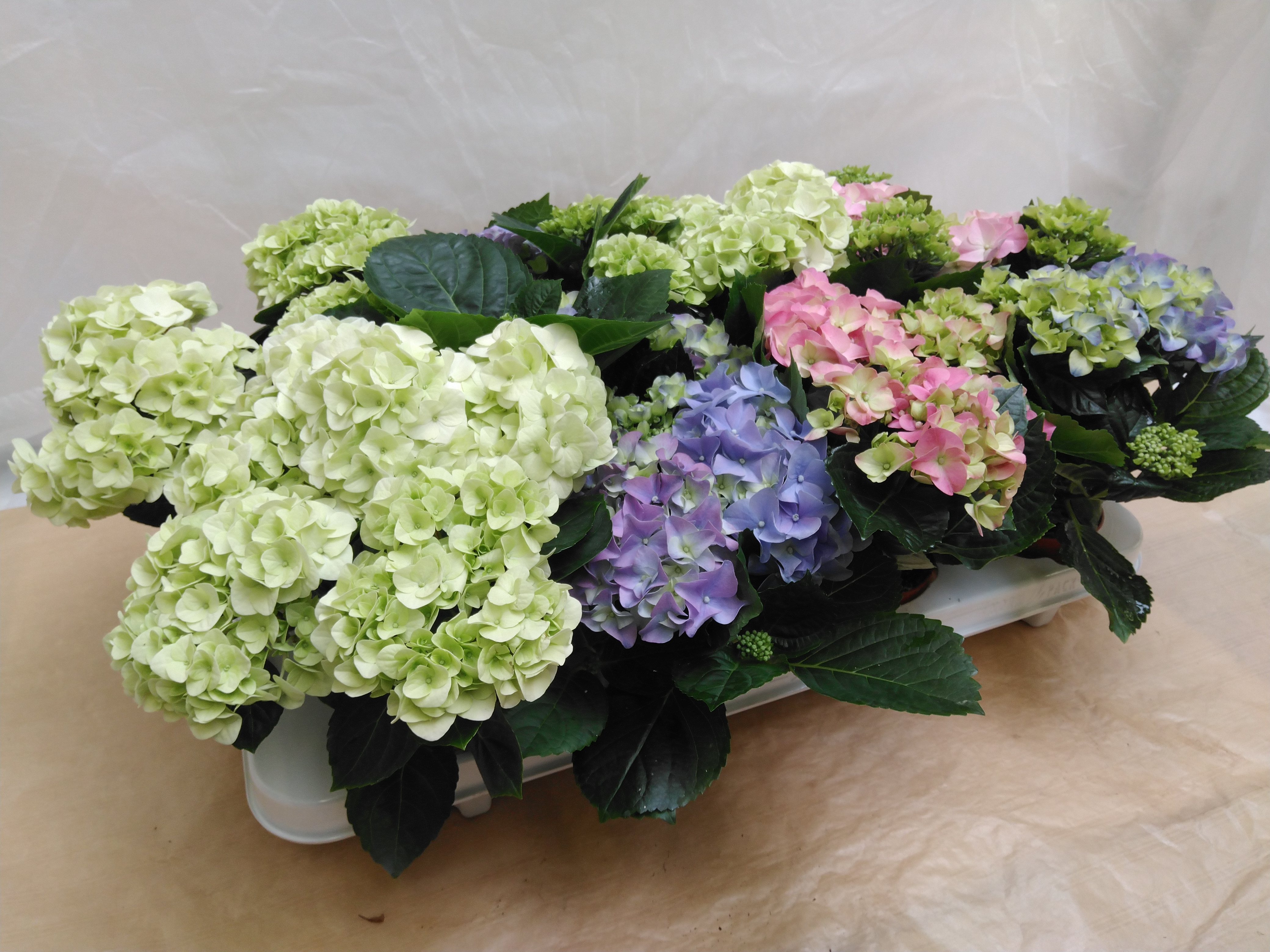 Hydrangea mac.  Mix  3+ bl.