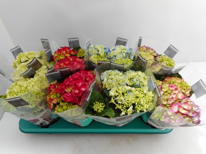 Hydrangea mac.  Mix  3+ bl.