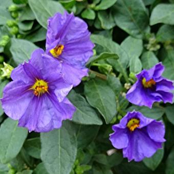 Lycianthes ran. 'Blue Fountain' op stam Lycianthes ran. 'Blue Fountain' op stam