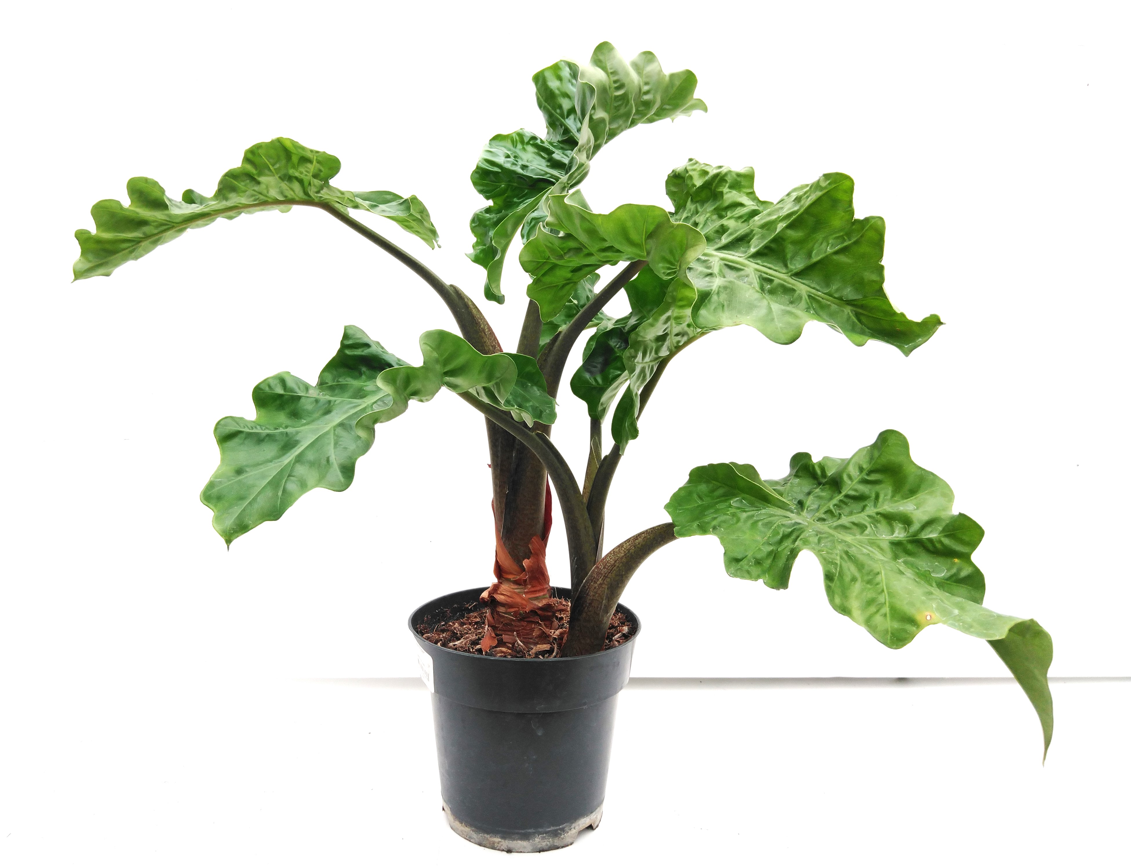 Alocasia 'Low Rider'