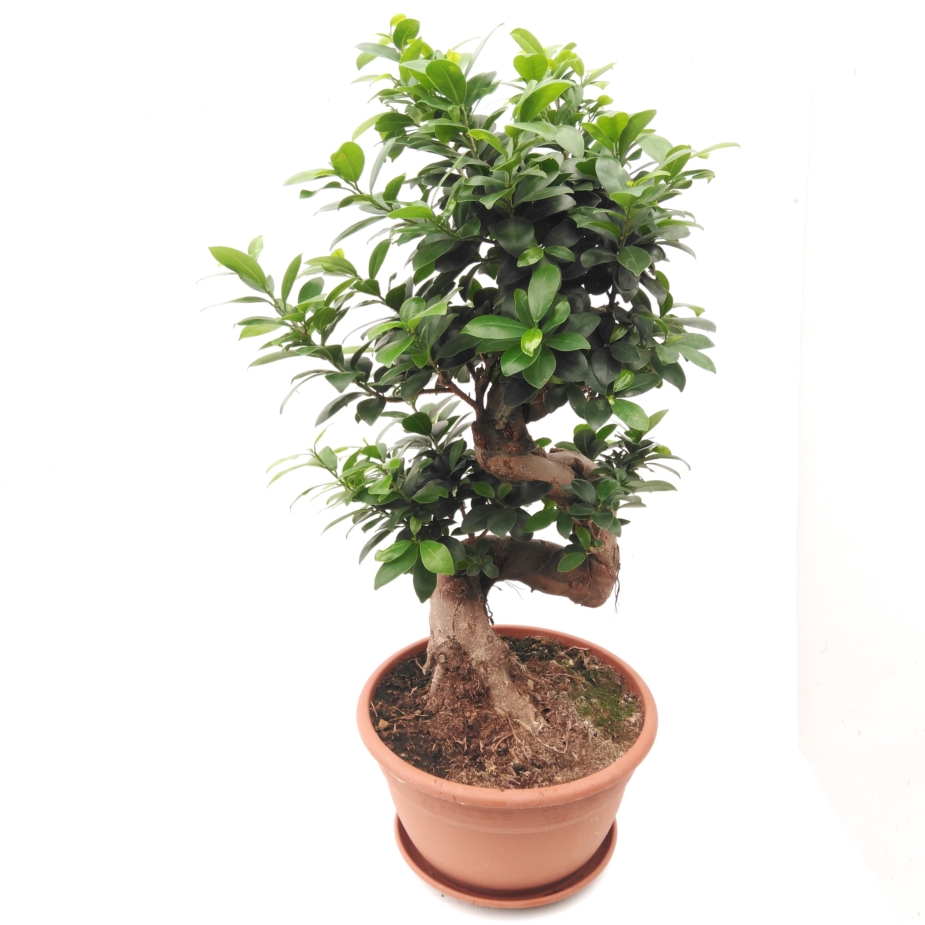 Ficus microcarpa 'Ginseng' S type Ficus microcarpa 'Ginseng' S type