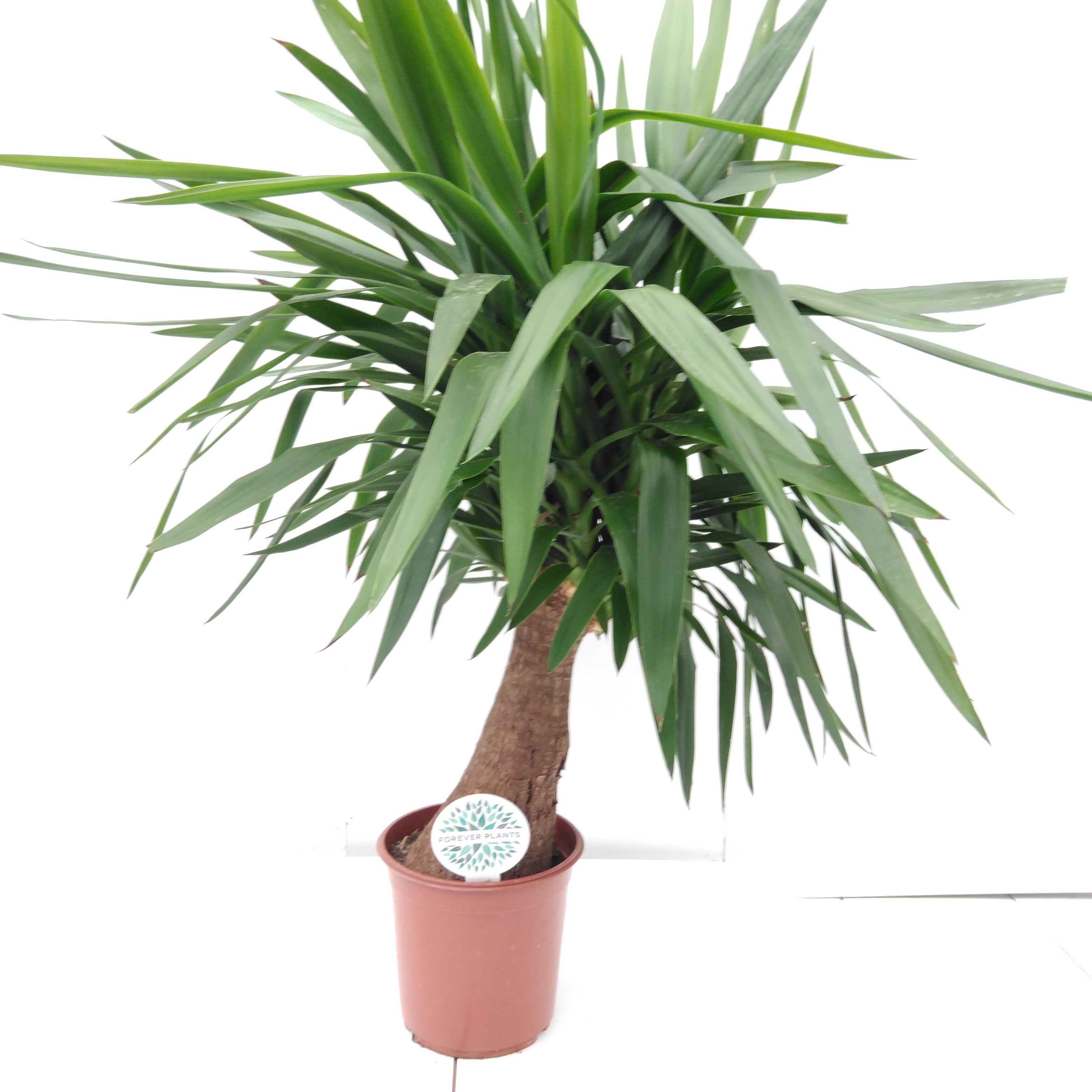 Yucca Maya tree