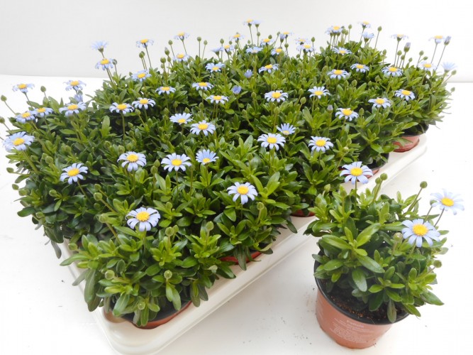 Felicia amellus blauw - bleu