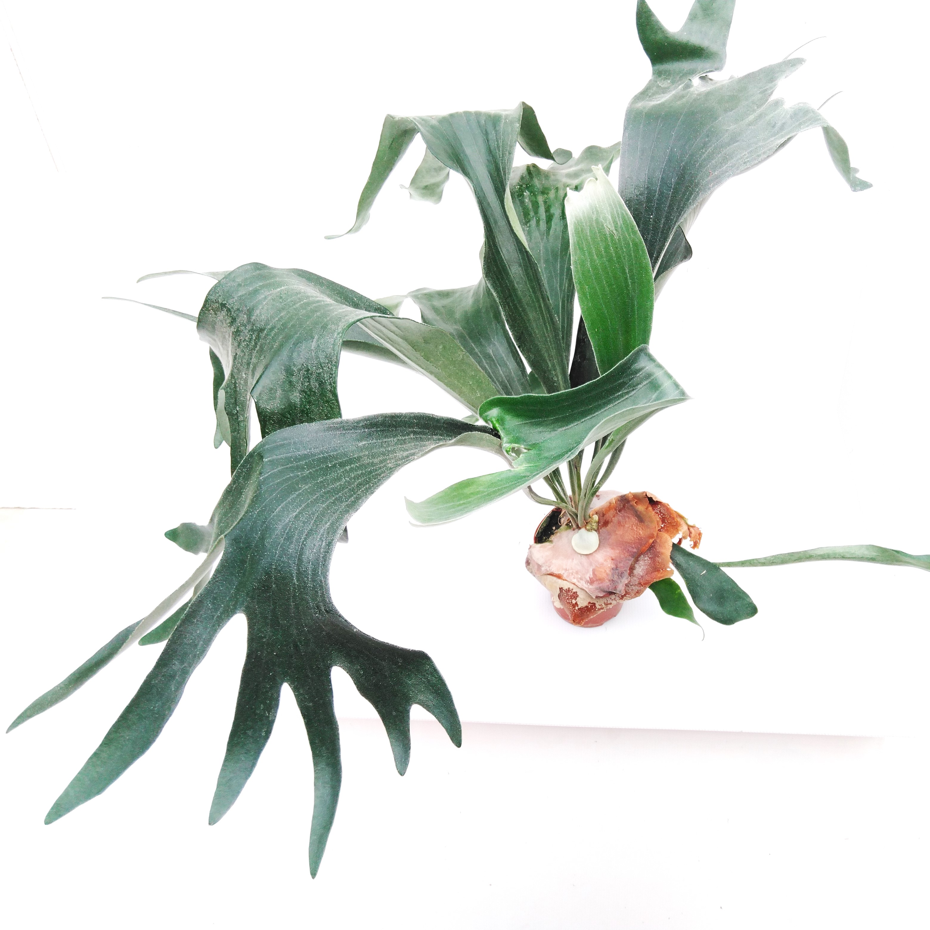 Platycerium bifurc.