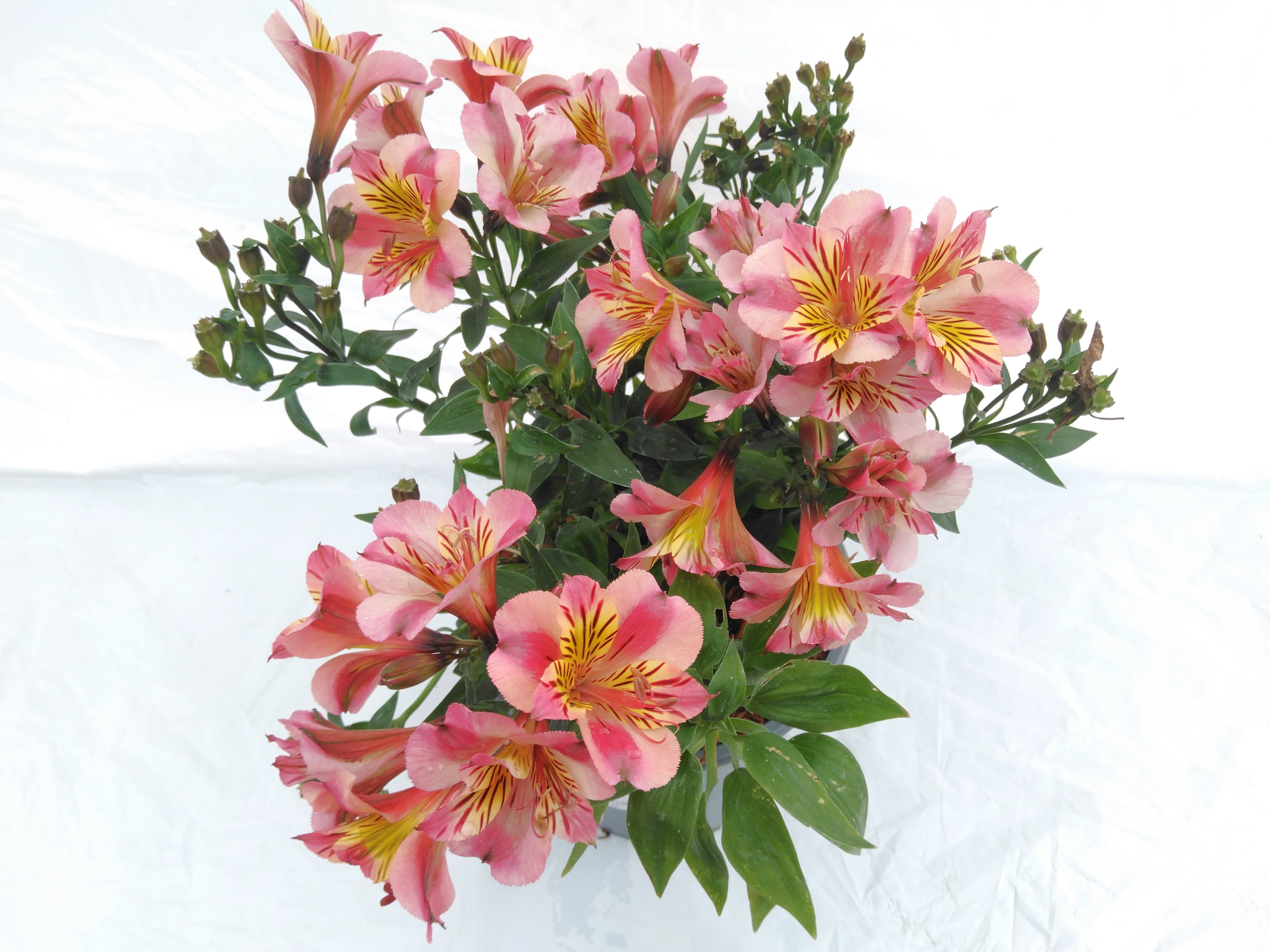 Alstroemeria 'Colorita'® 