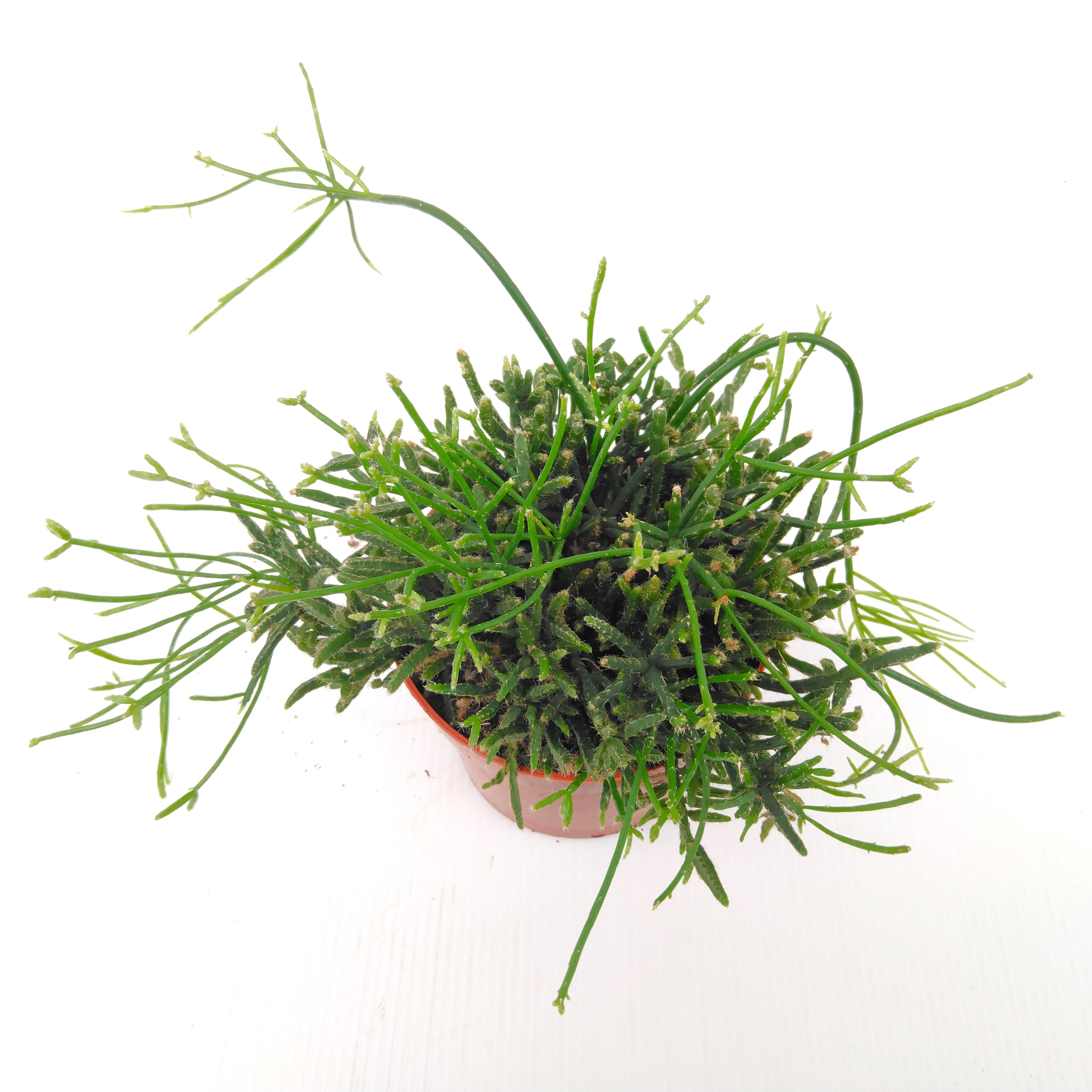 Rhipsalis Cashero - PROMO Rhipsalis Cashero - PROMO