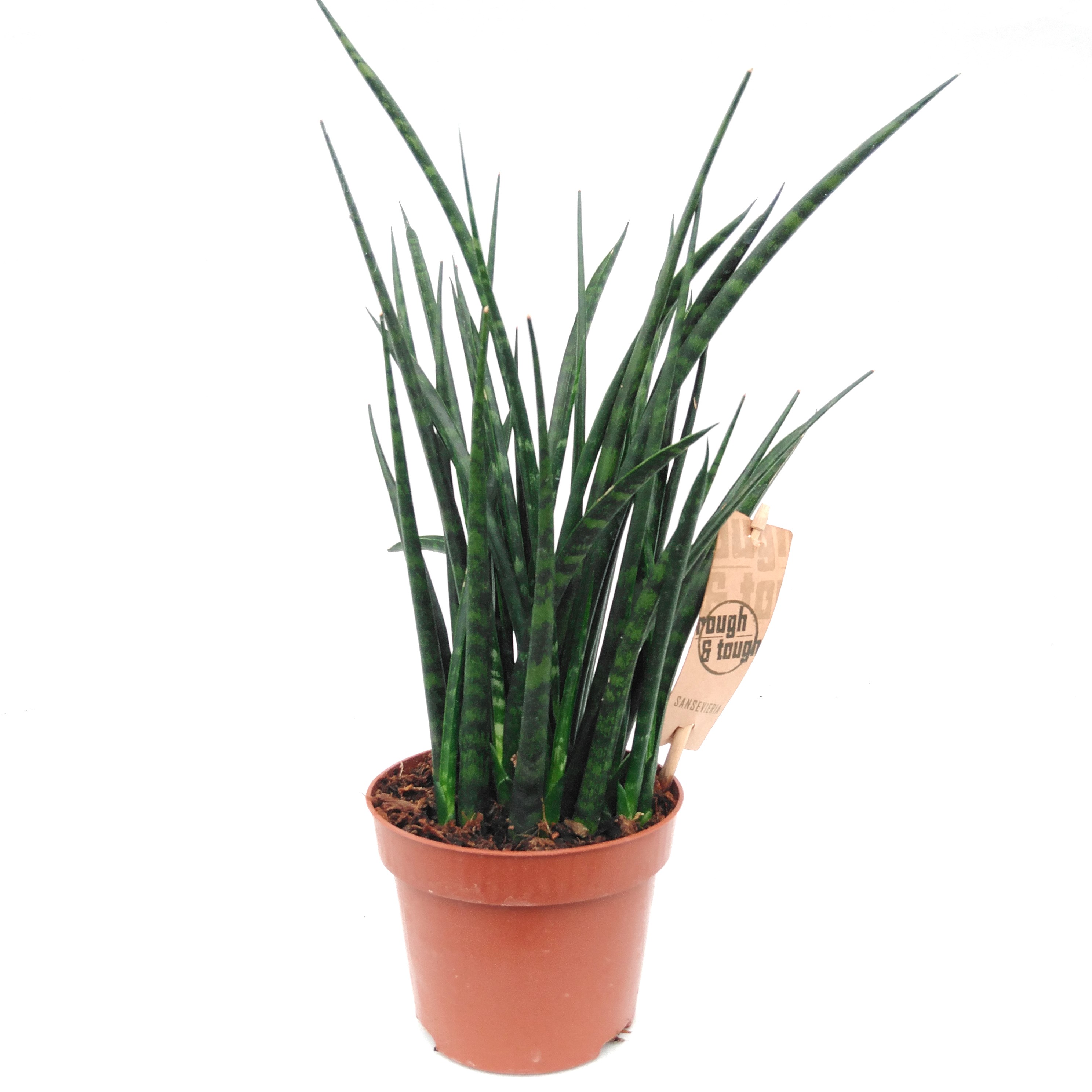 Sansevieria 'Fernwood Mikado'