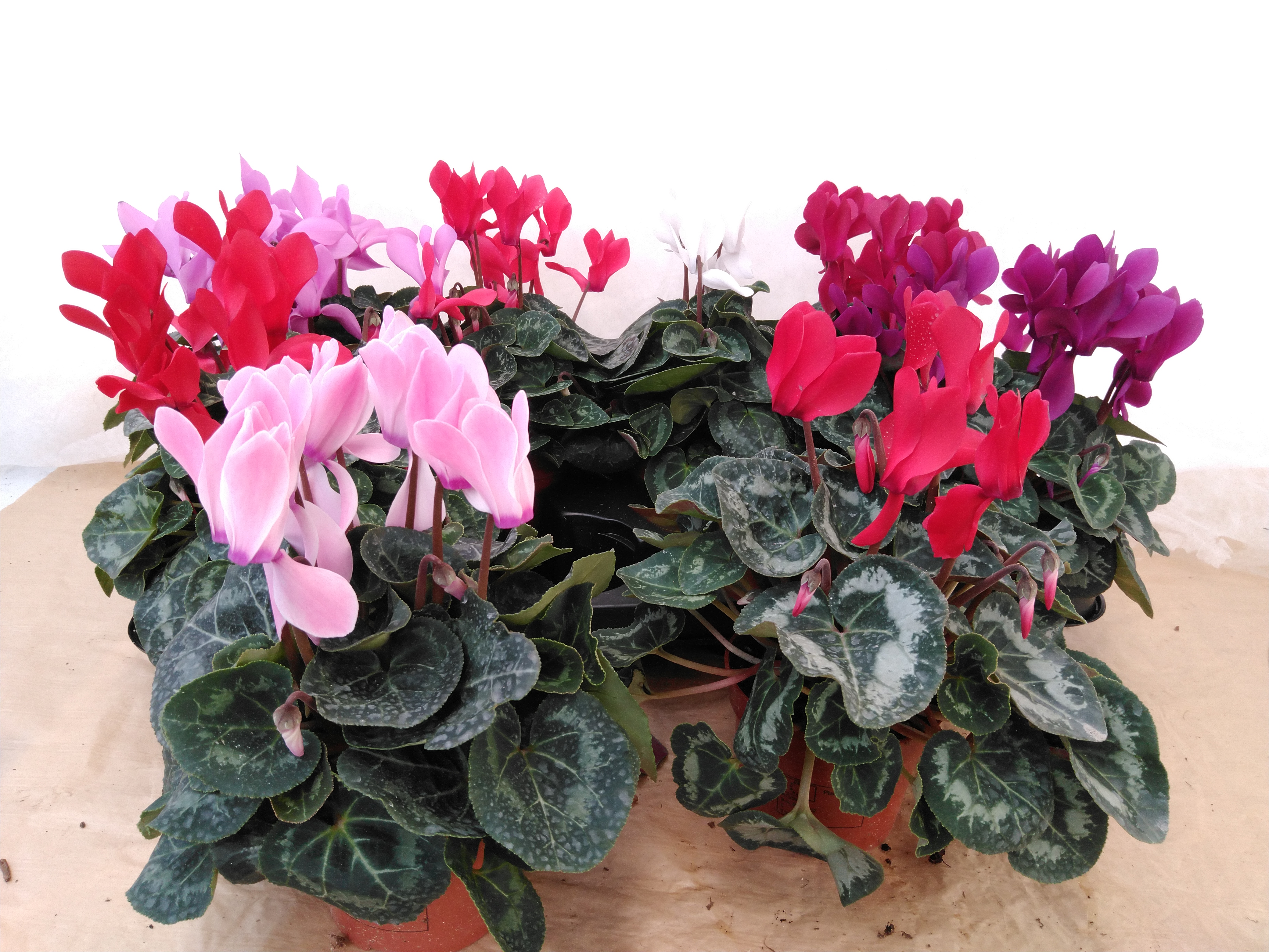 Cyclamen MD 'Allure'