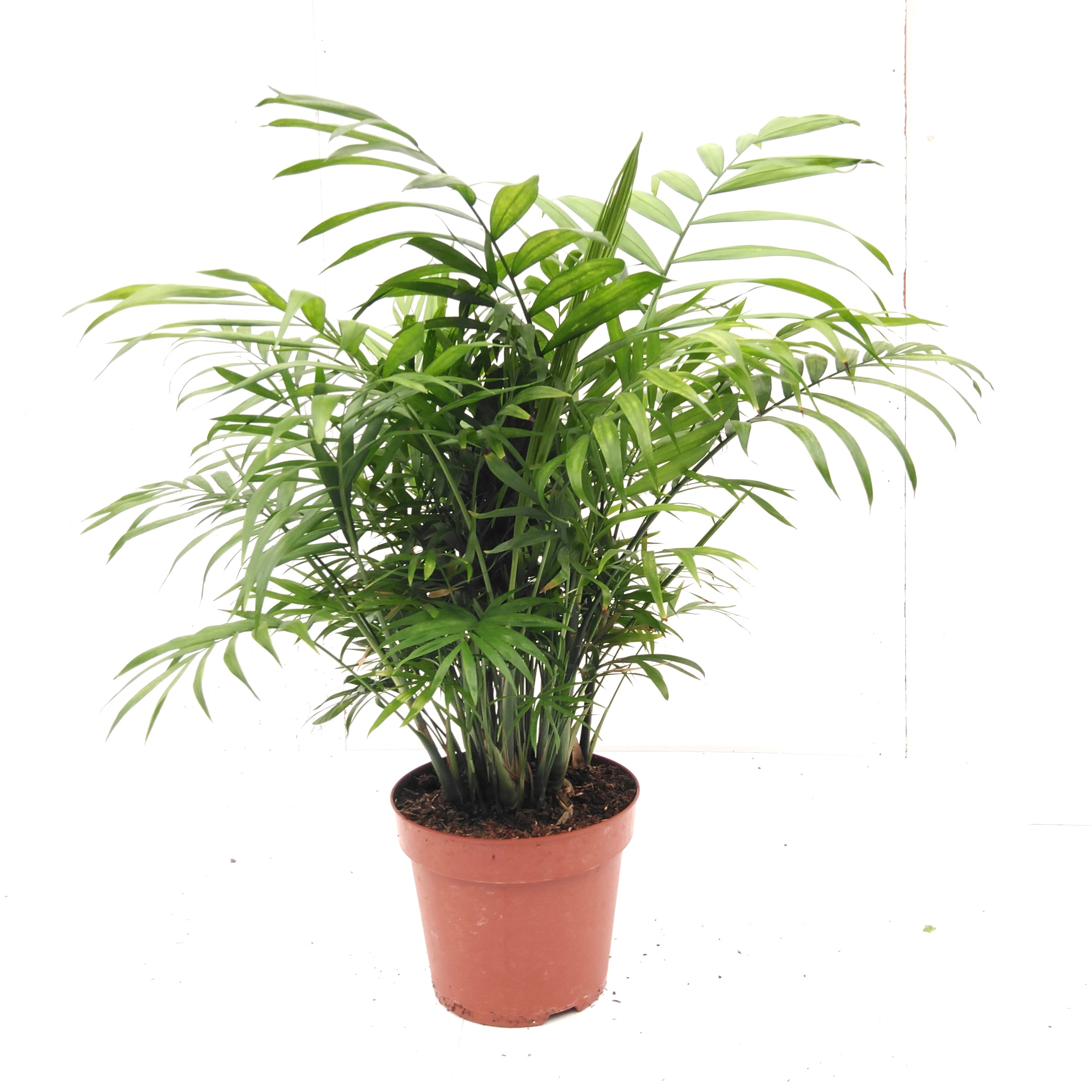 Dypsis lutescens /Areca-palm Dypsis lutescens /Areca-palm