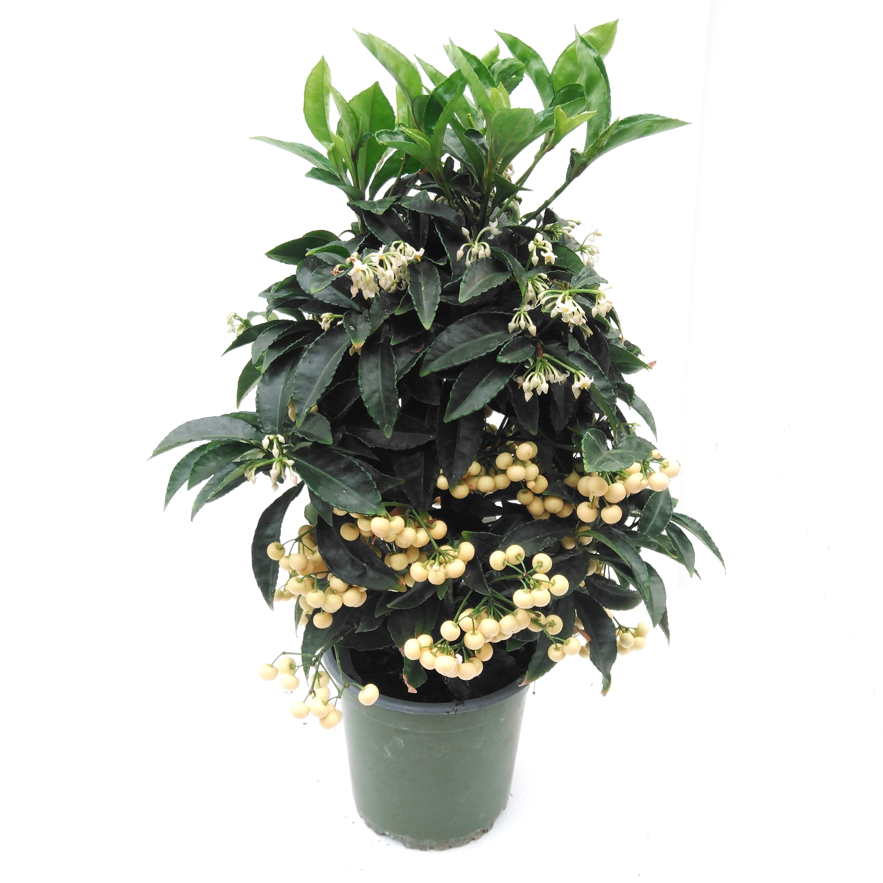 Ardisia crenata 'Bos Premium White' White