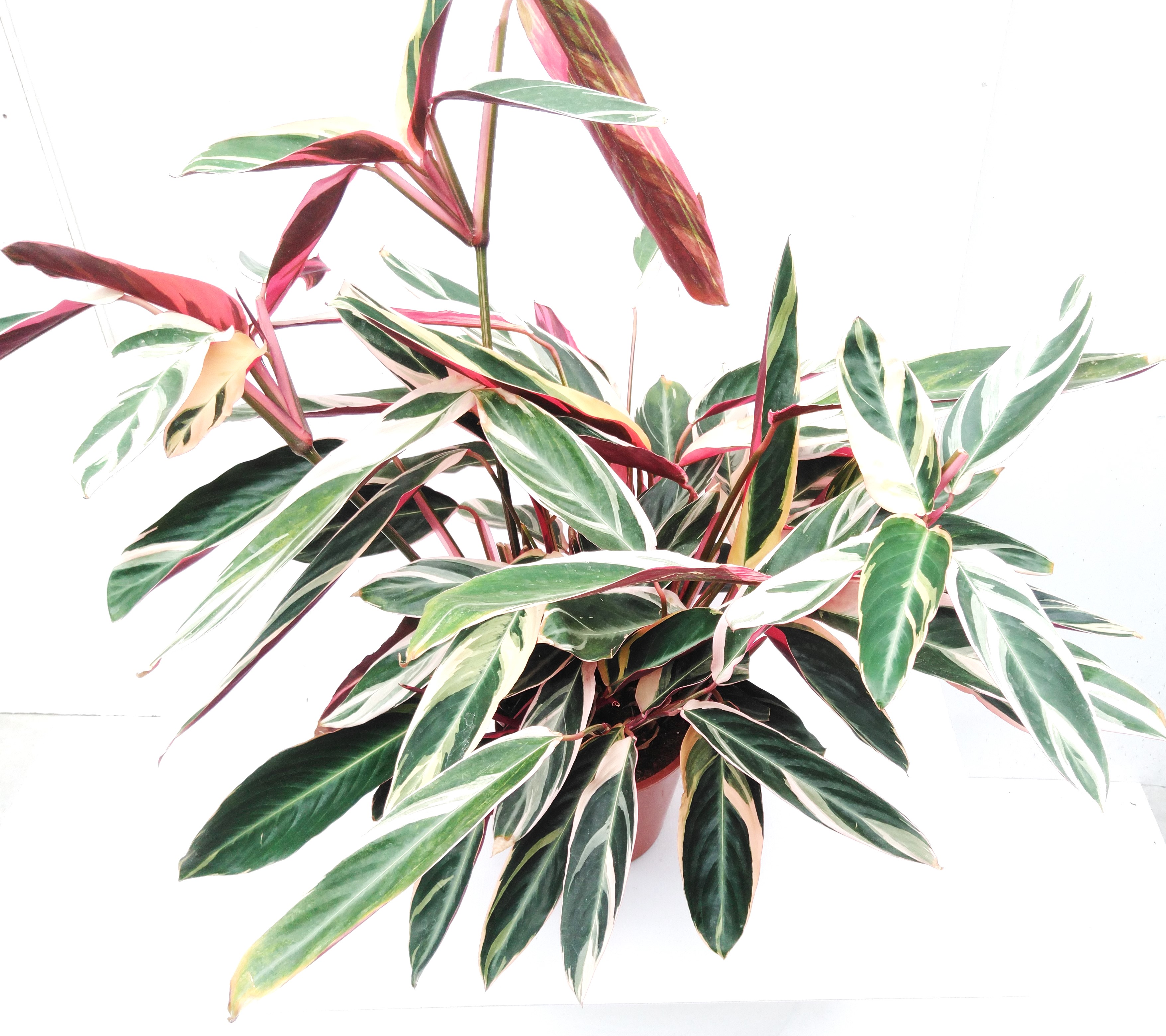 Calathea mix