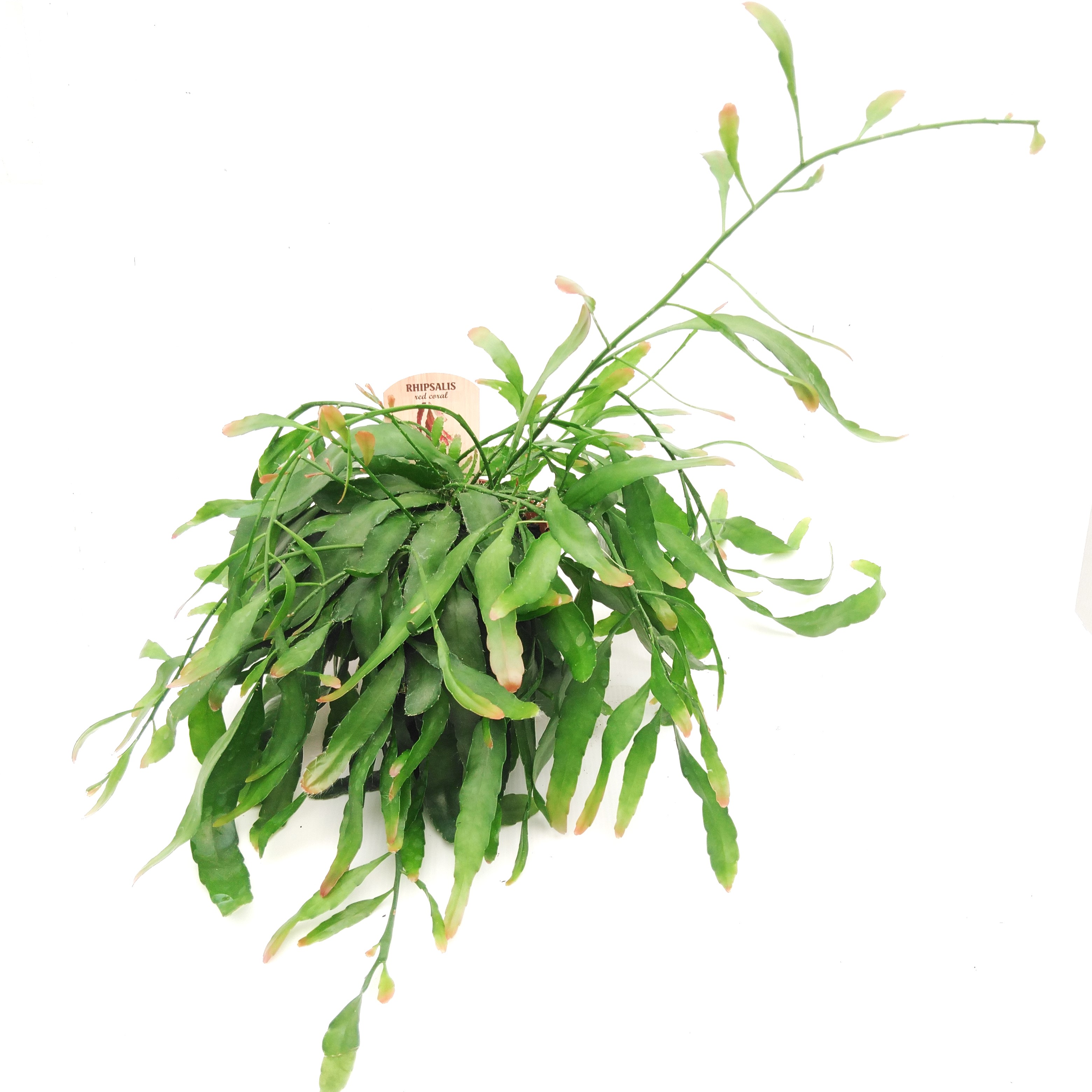 Rhipsalis 'Red Coral'