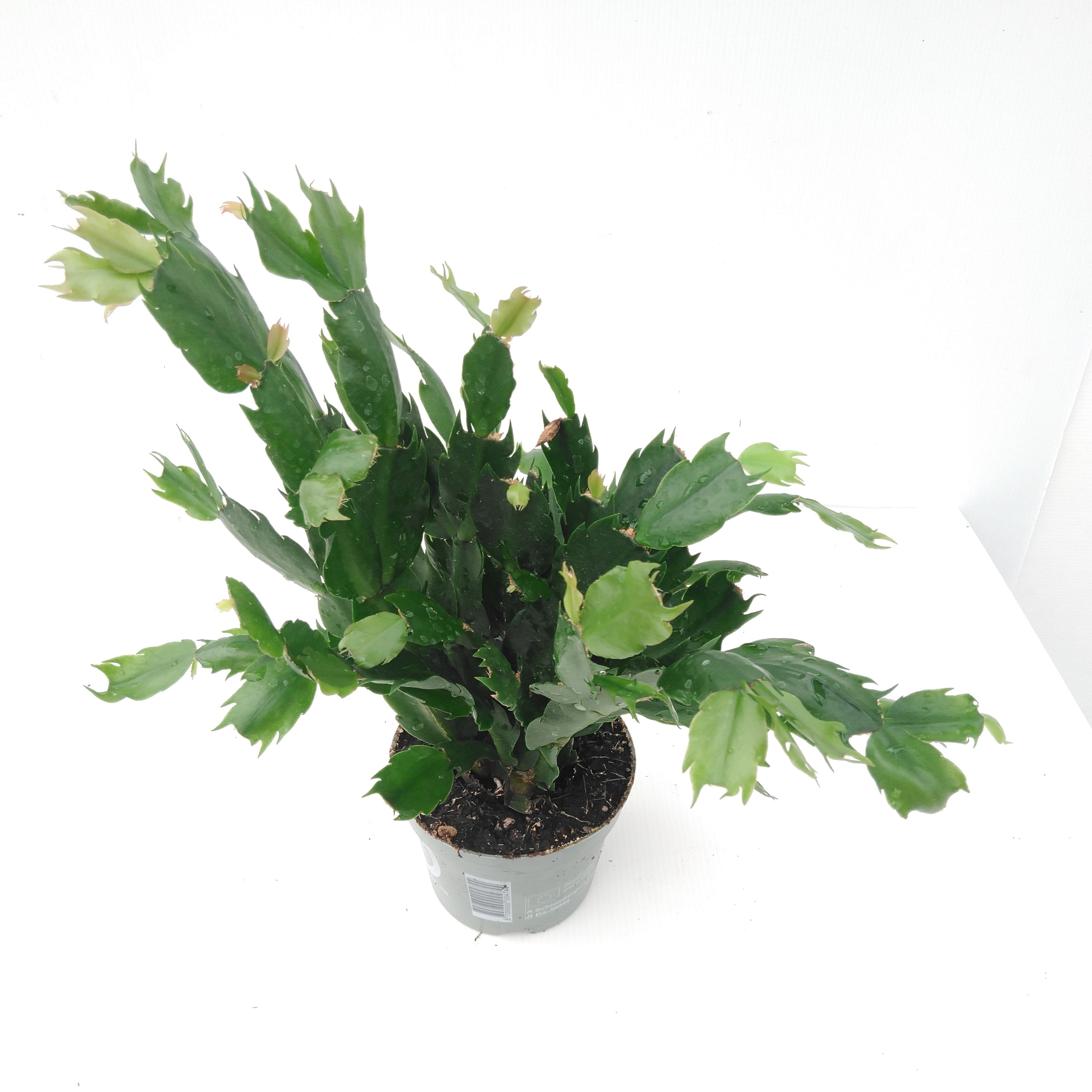 Schlumbergera mix  30 knop
