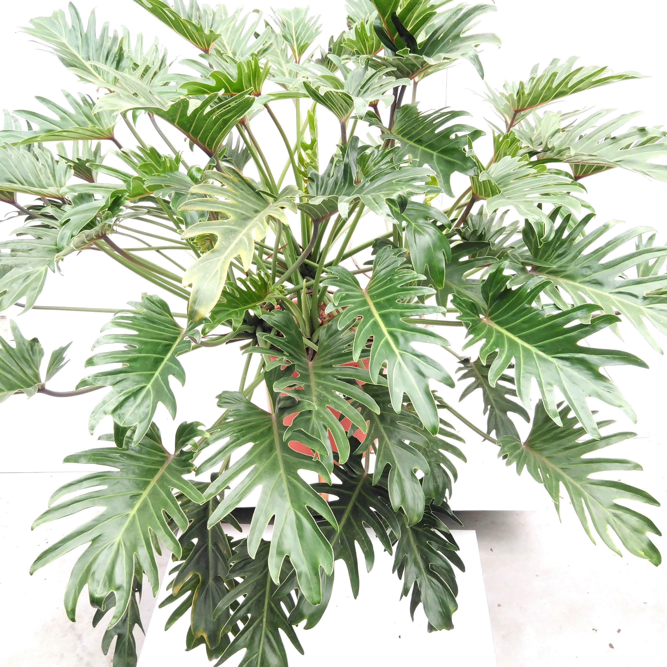 Philodendron 'Xanadu'