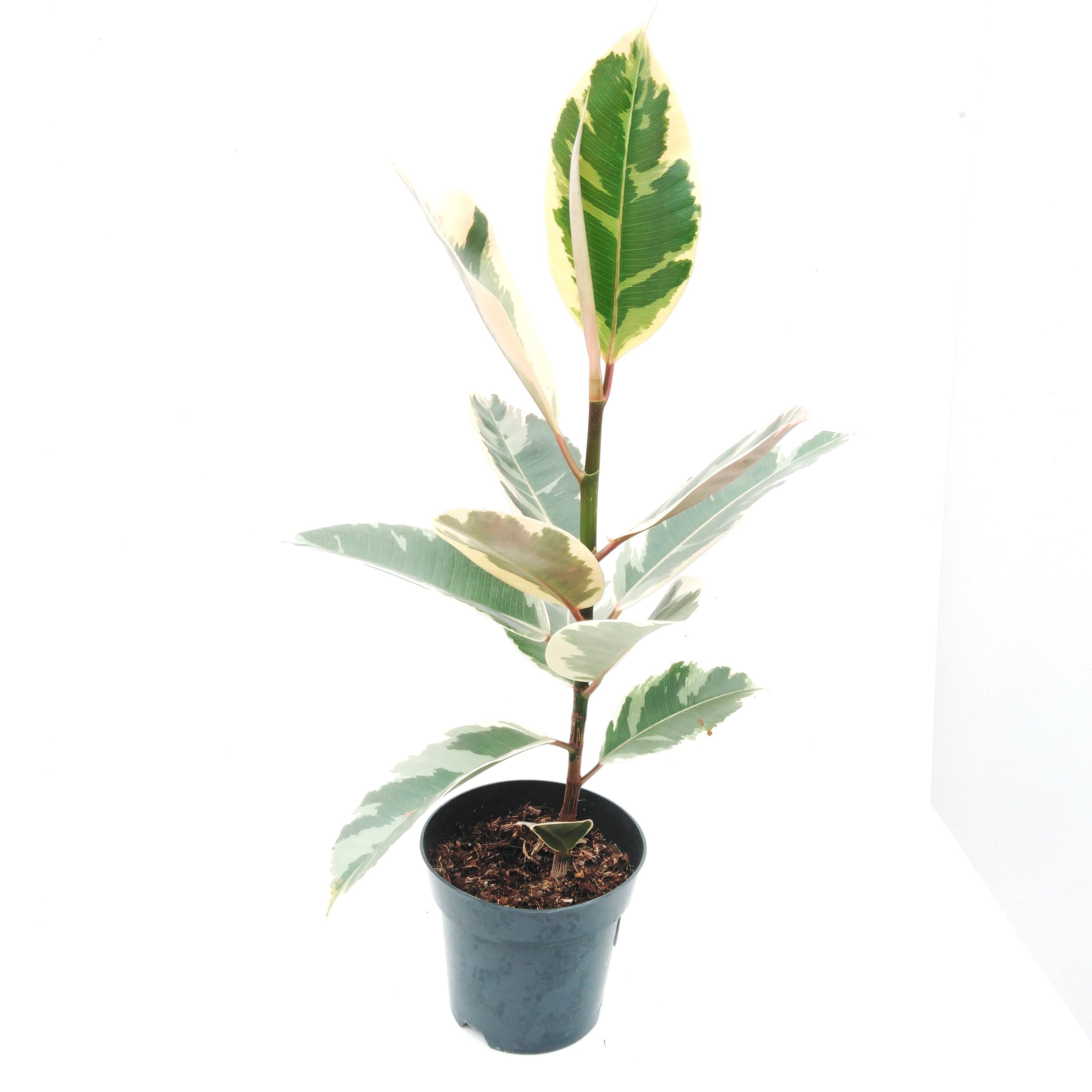 Ficus elastica 'Tineke'