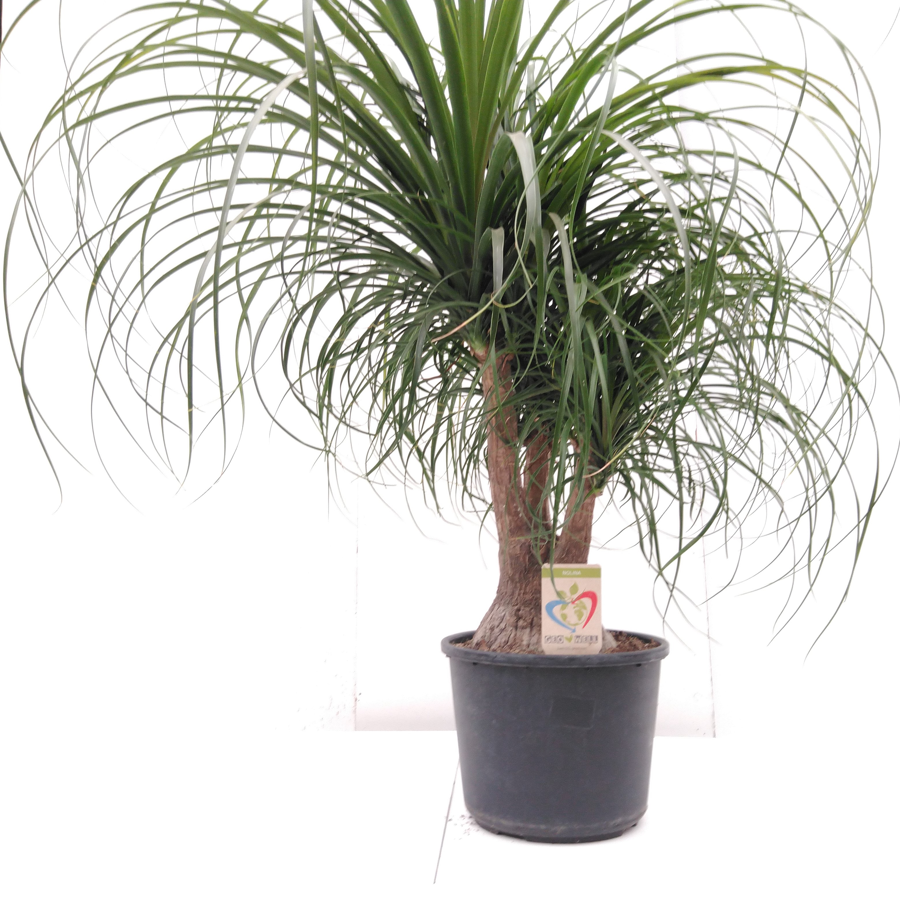 Beaucarnea recurvata rechte stam
