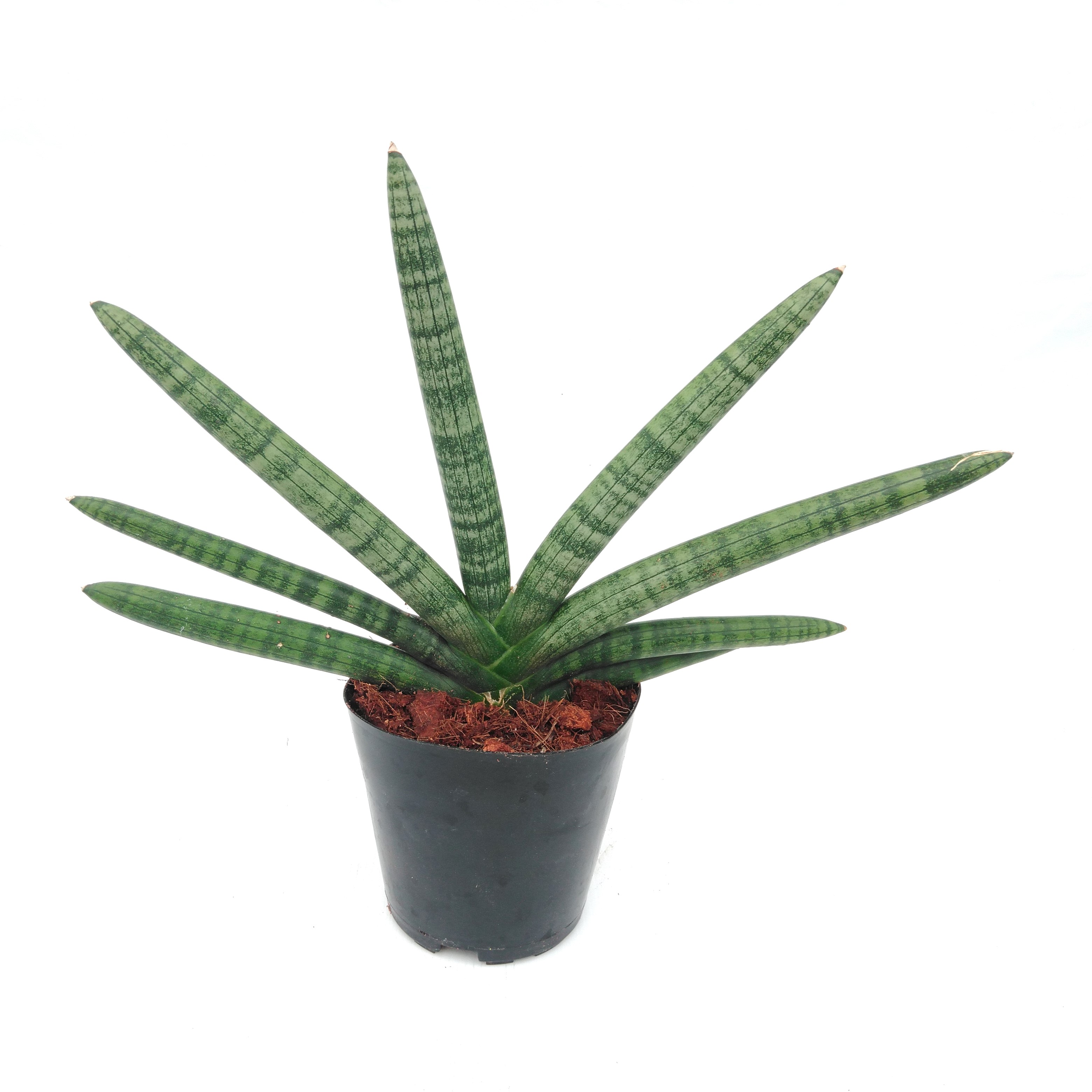 Sansevieria cyl. 'Skyline'