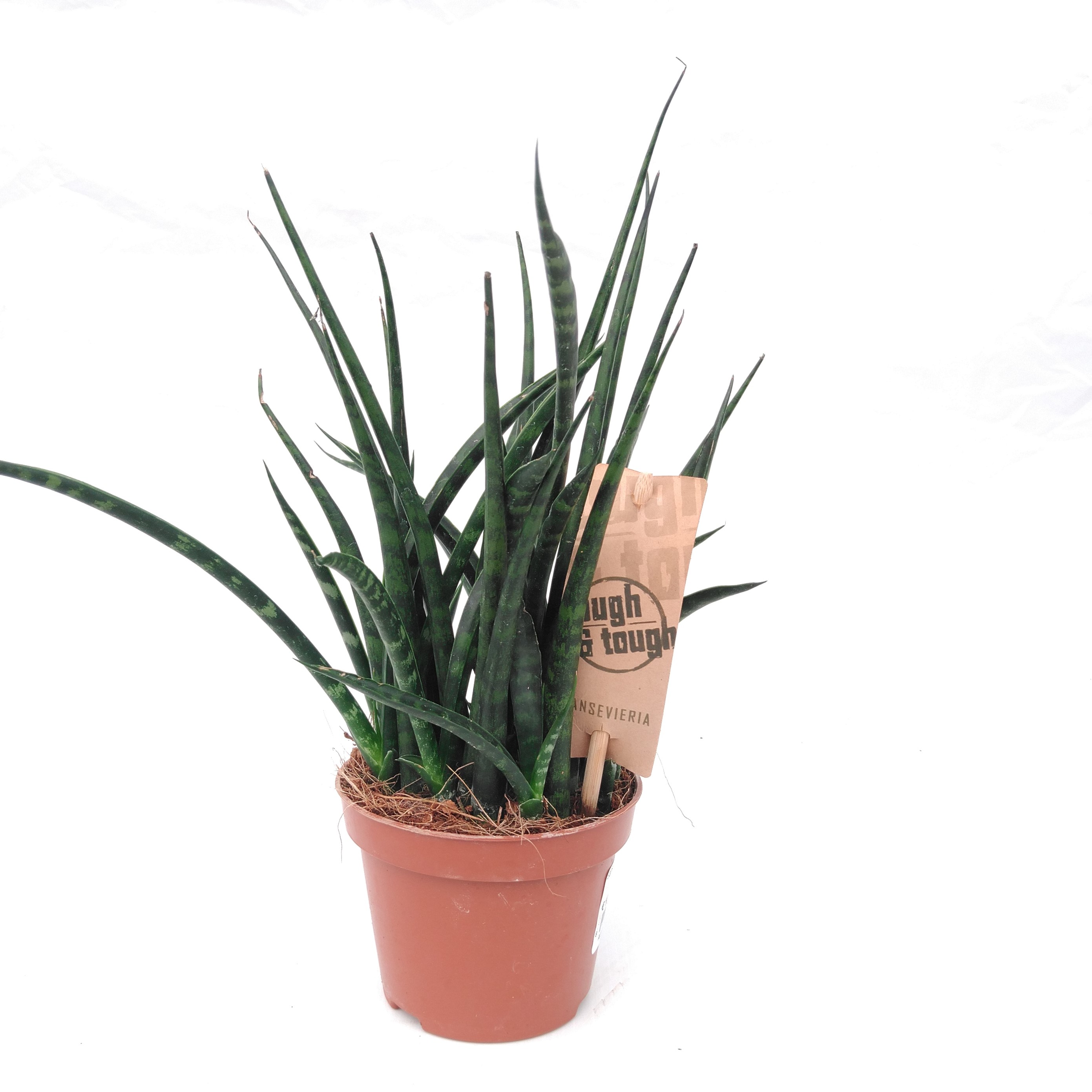 Sansevieria 'Fernwood Mikado'