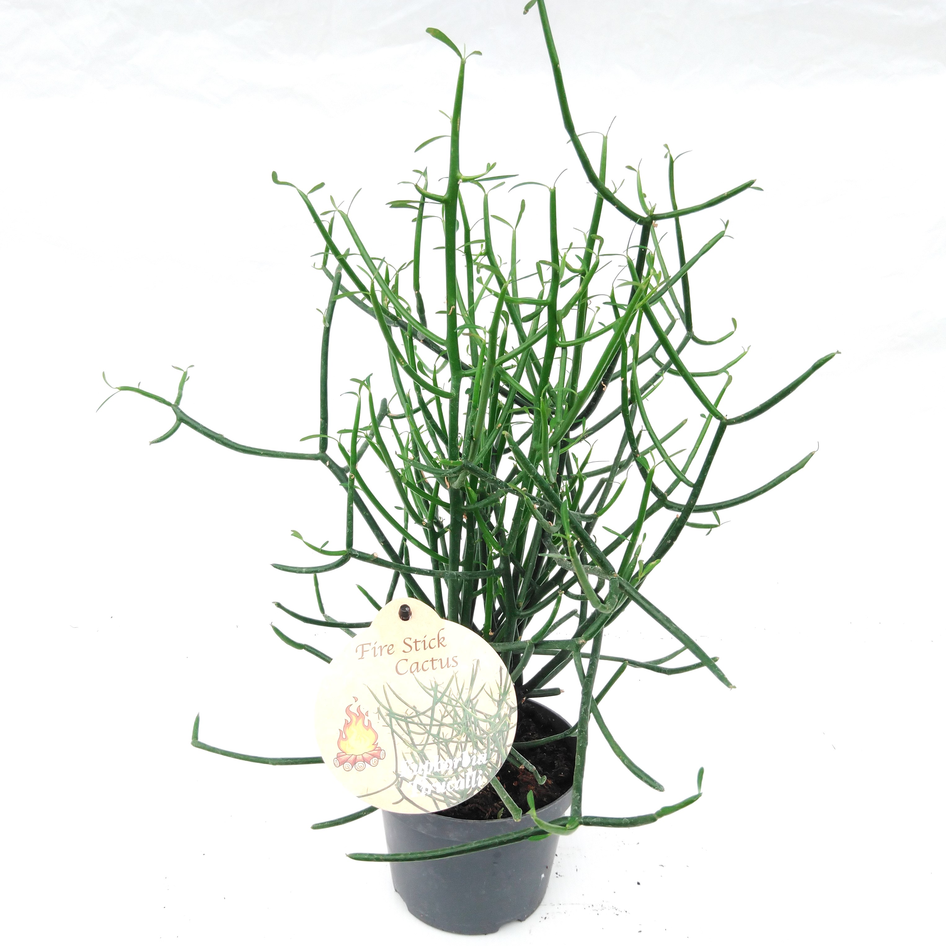 Euphorbia tirucalli R Florado Rena