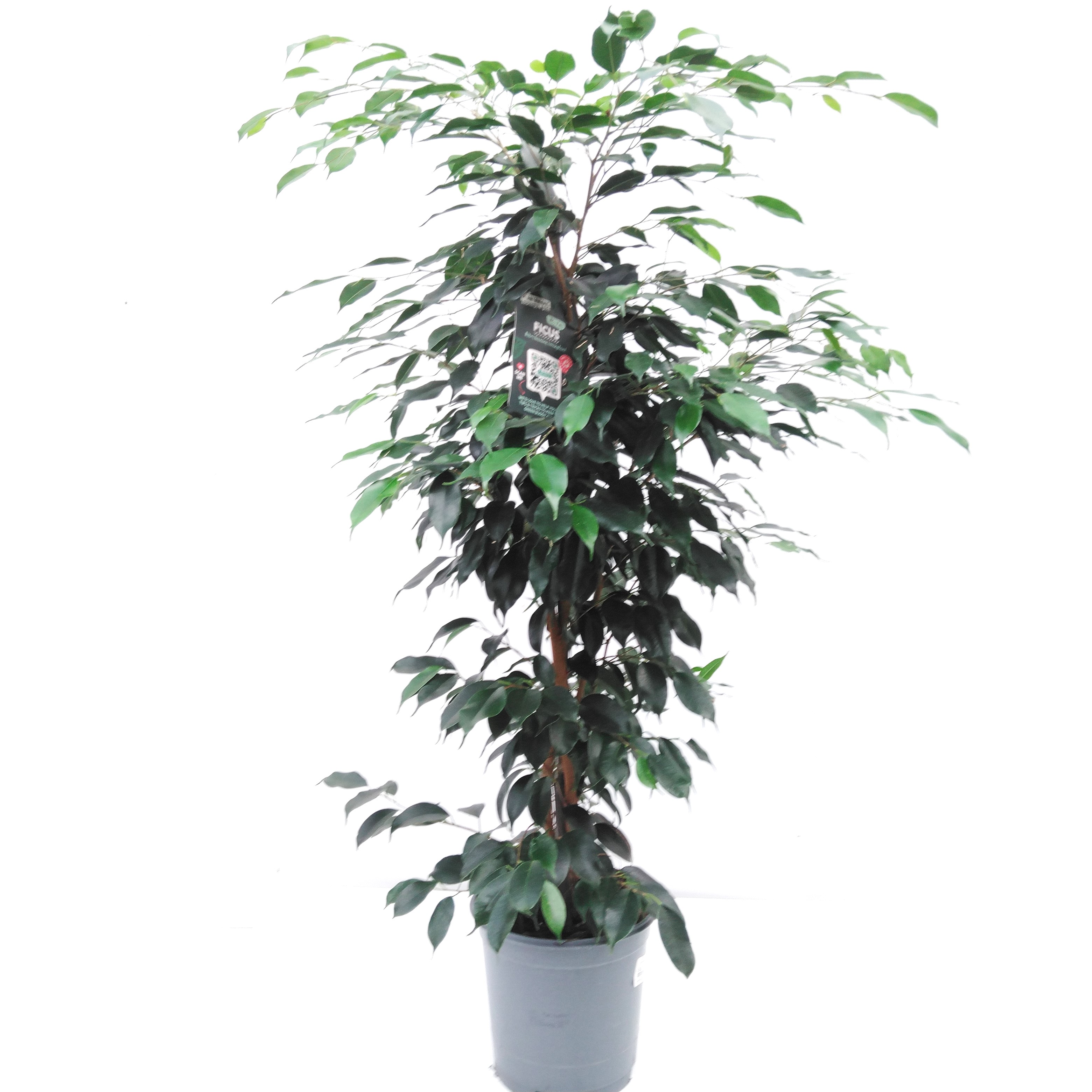 Ficus benja. mix 'Forever Benjamina'