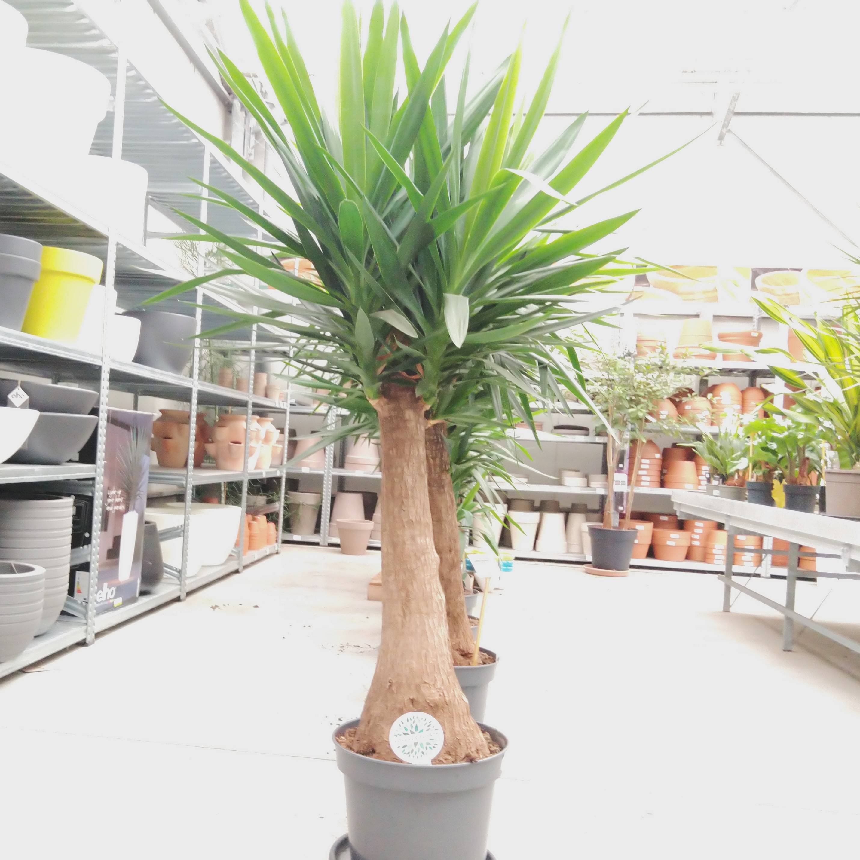 Yucca Maya tree