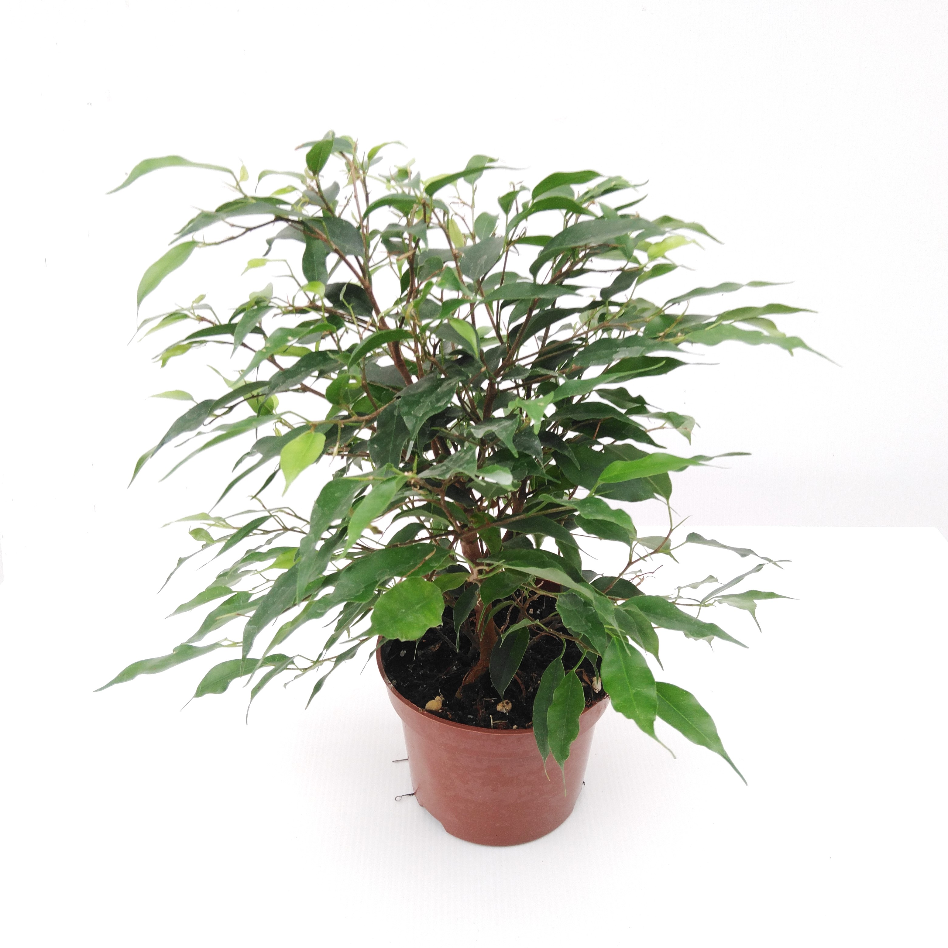 Ficus benja. 'Green Kinky'