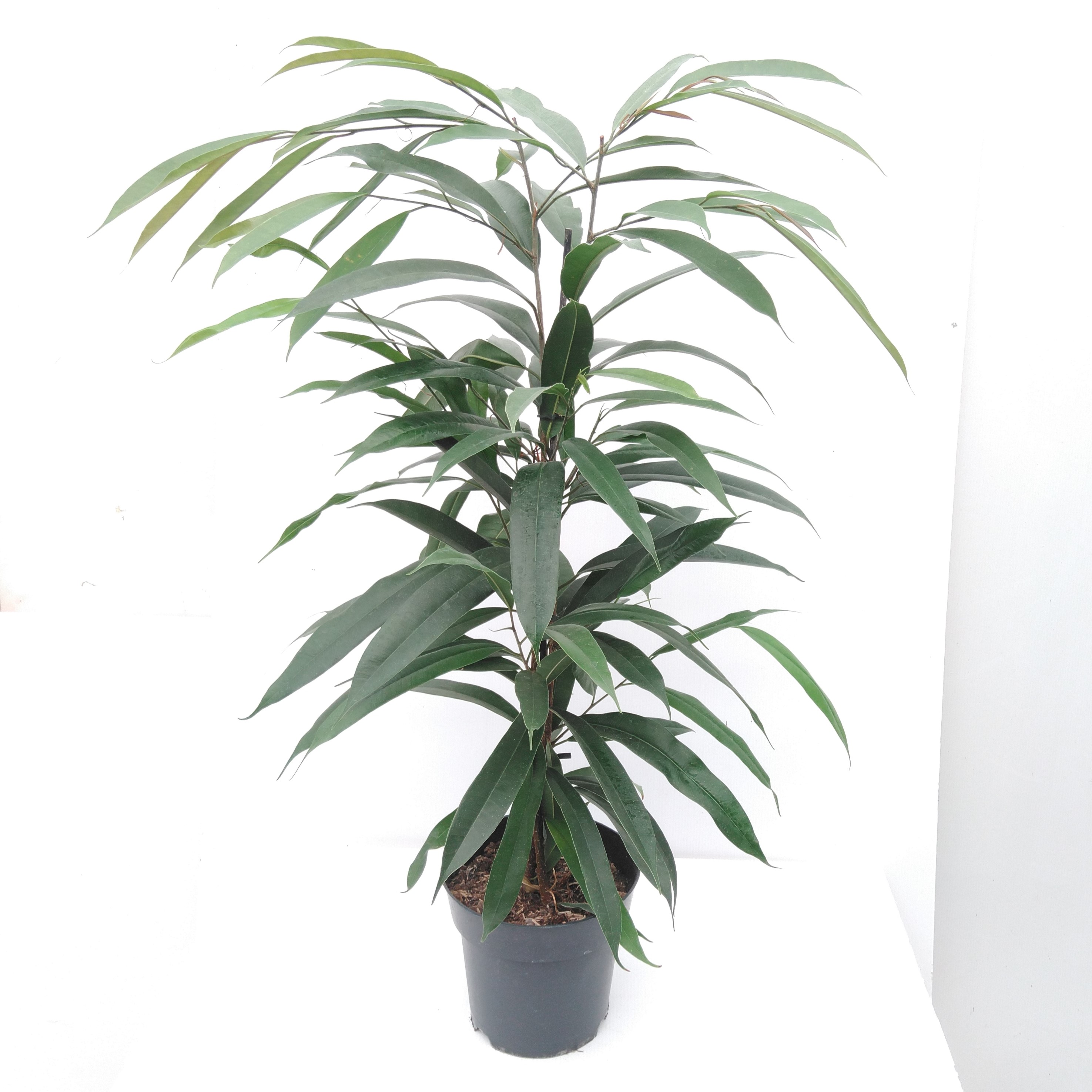 Ficus binn. 'Amstel King'