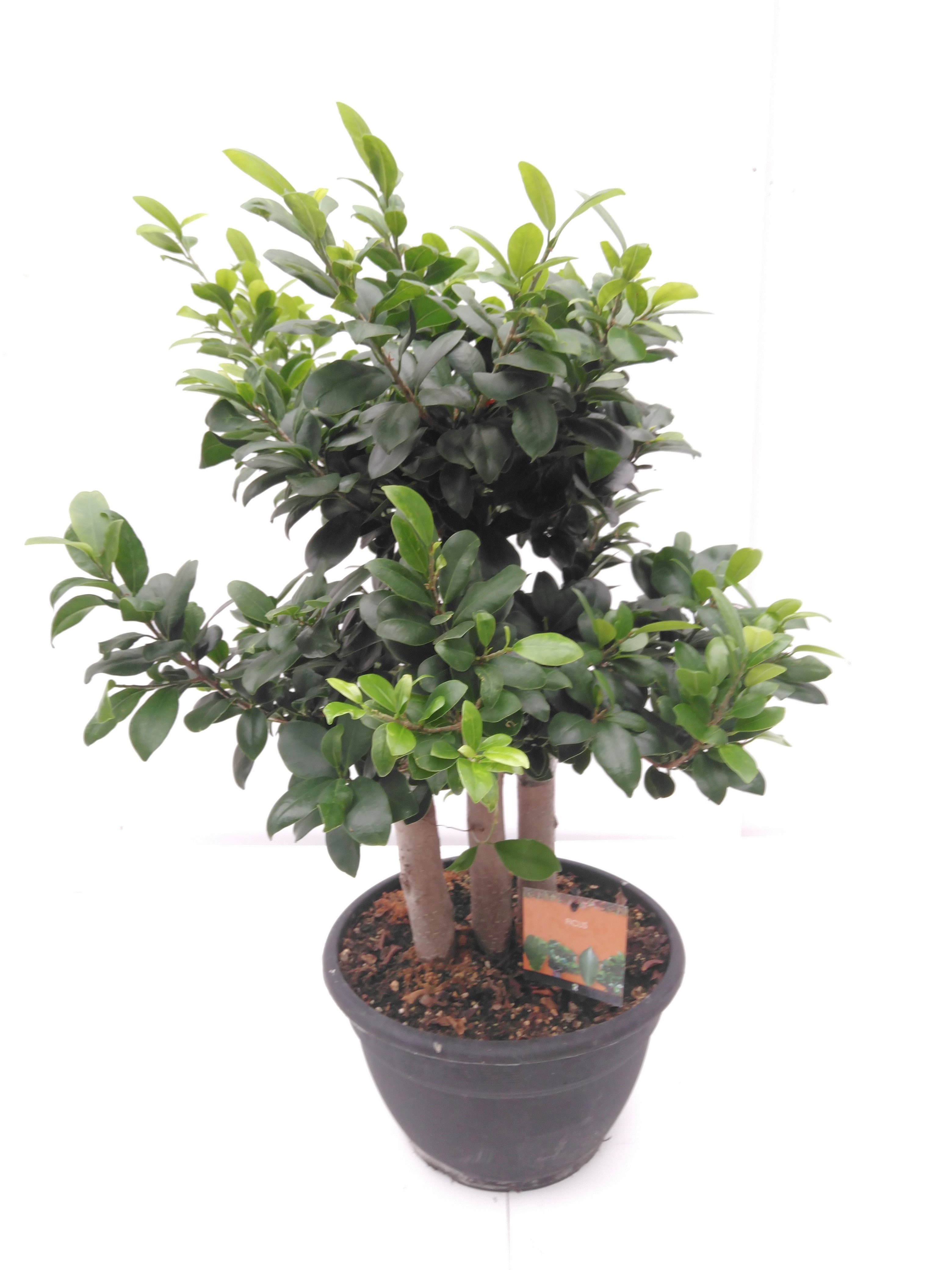 Ficus microcarpa 'Ginseng' Forrest Shape
