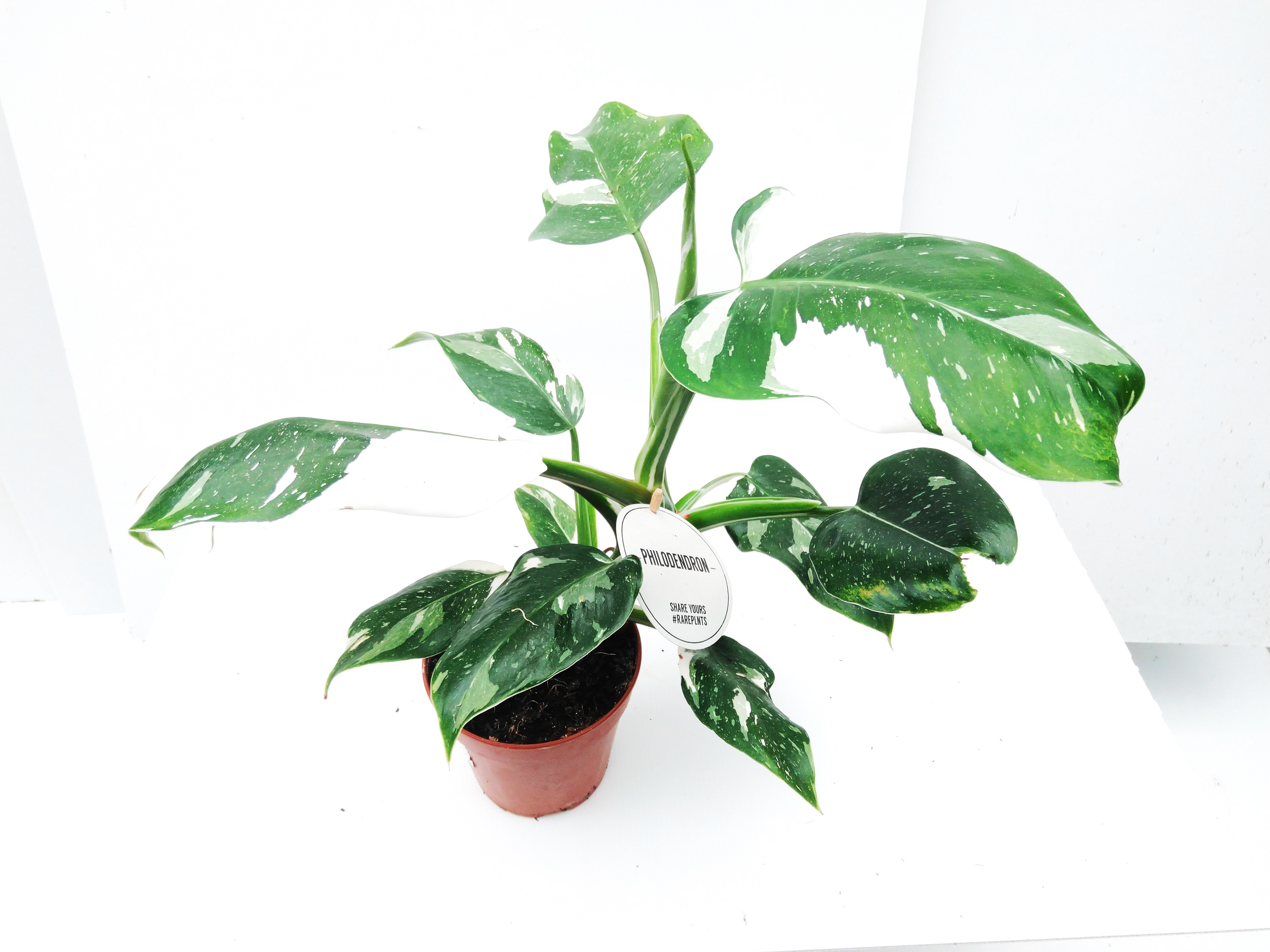 Philodendron 'White Princess'