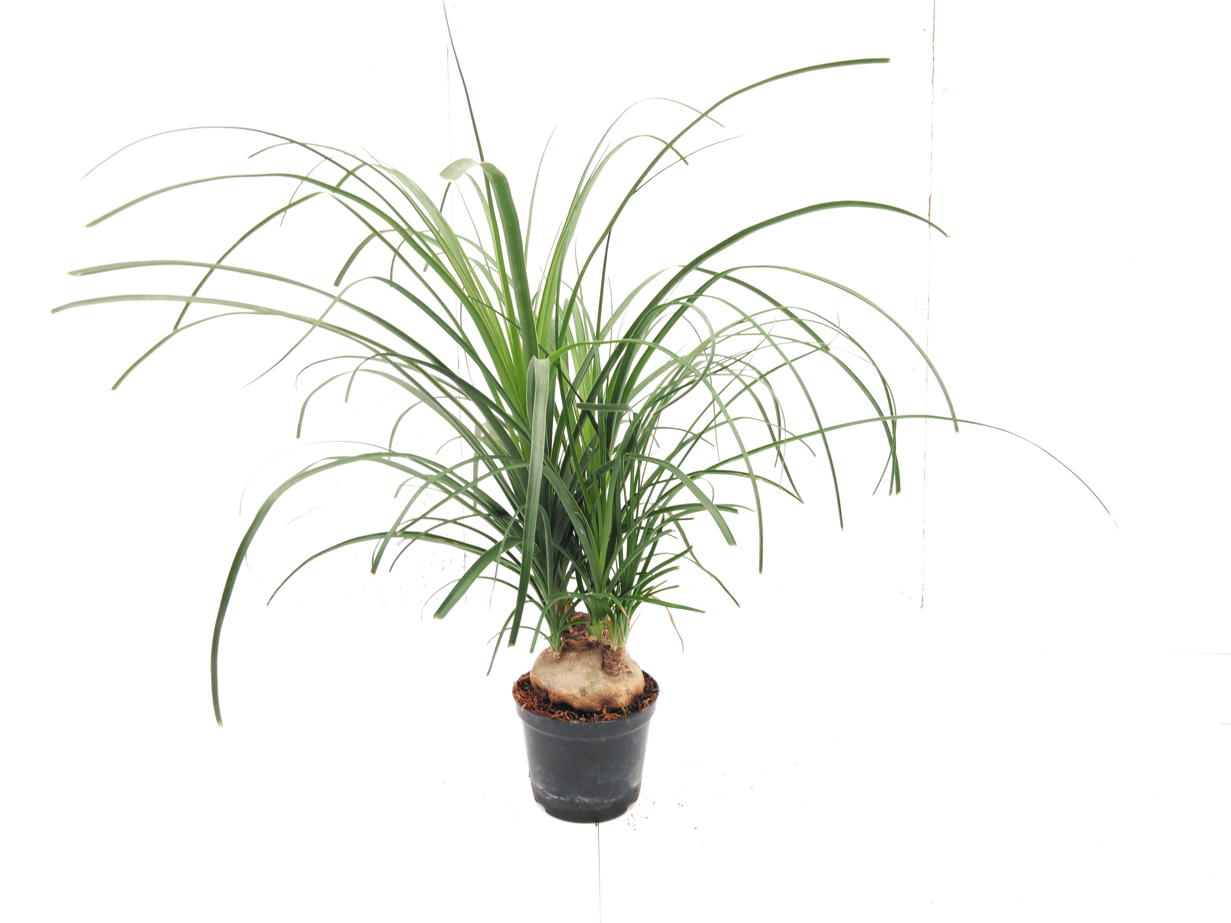 Beaucarnea recurvata Decorum - bol