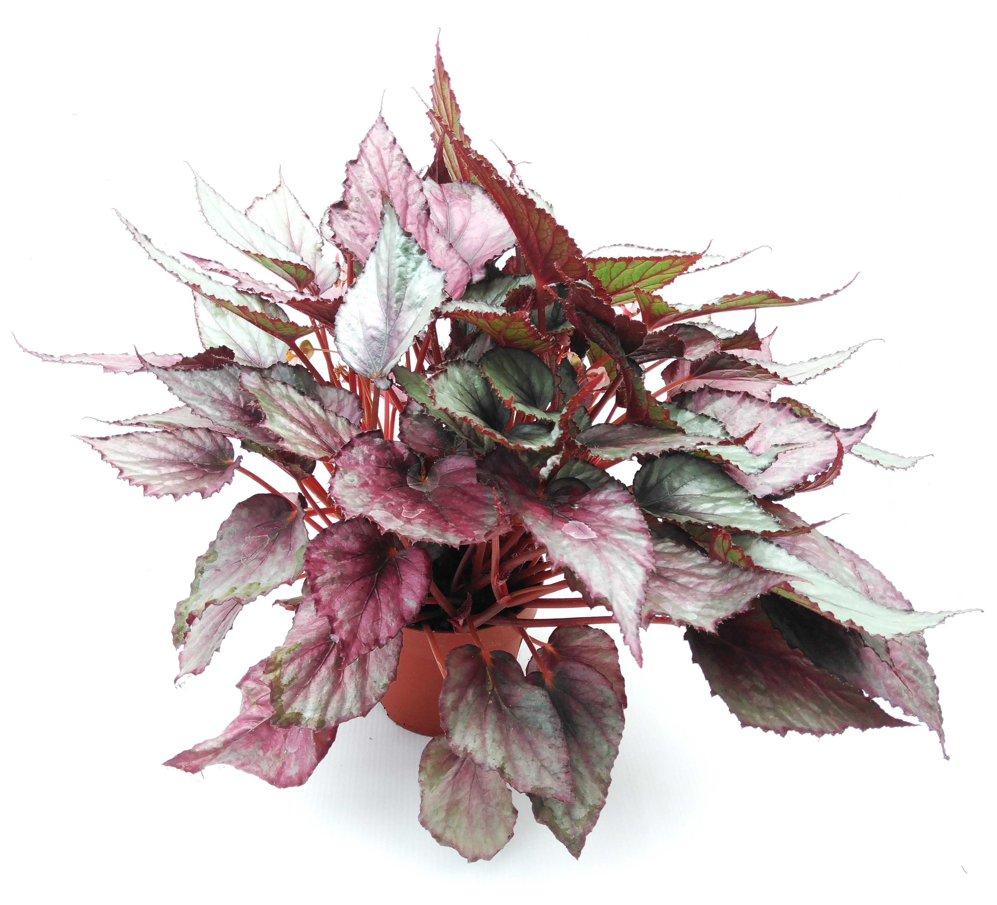 Begonia BD 'Beleaf' mix Begonia BD 'Beleaf' mix