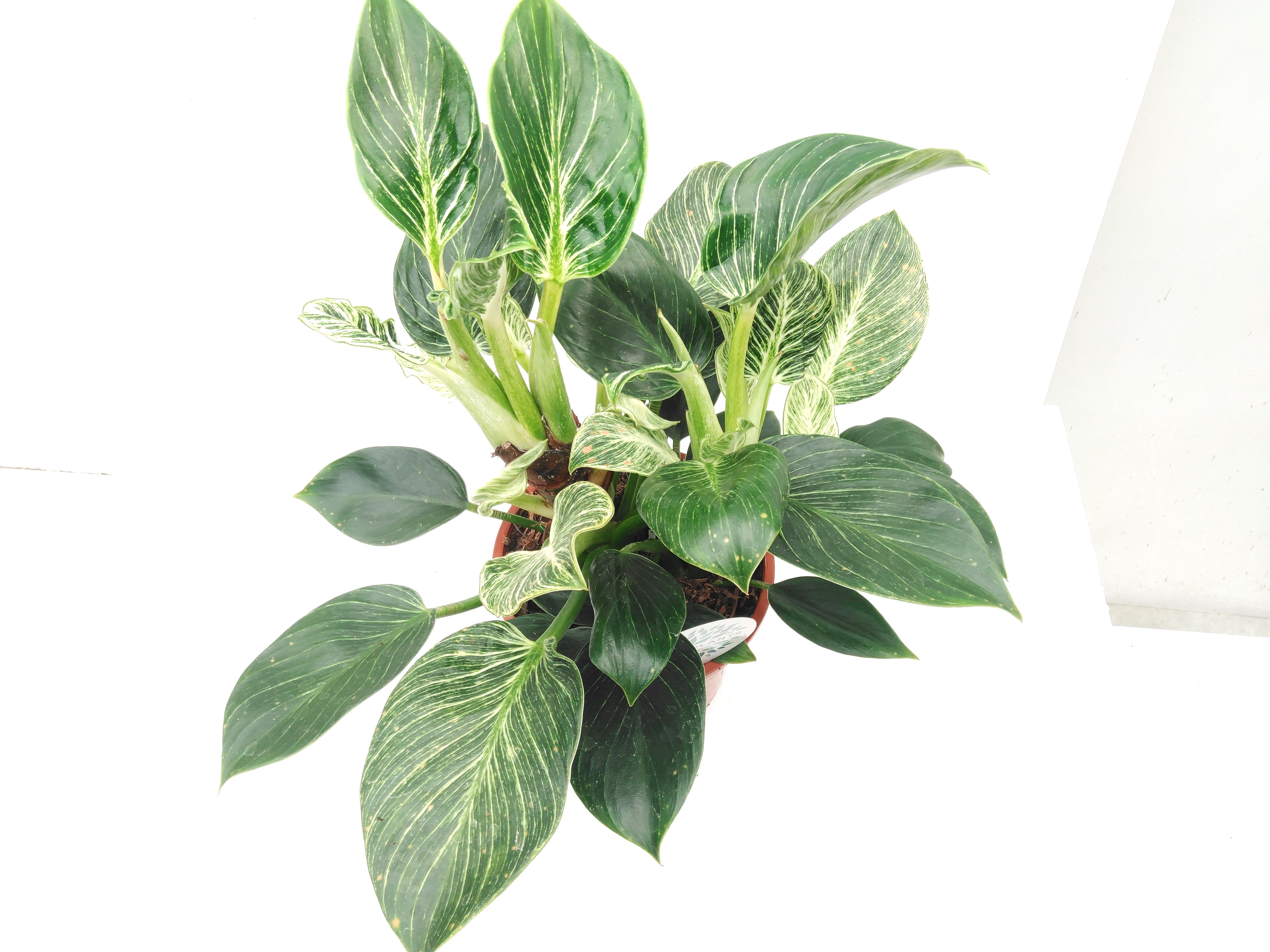 Philodendron 'Birkin'