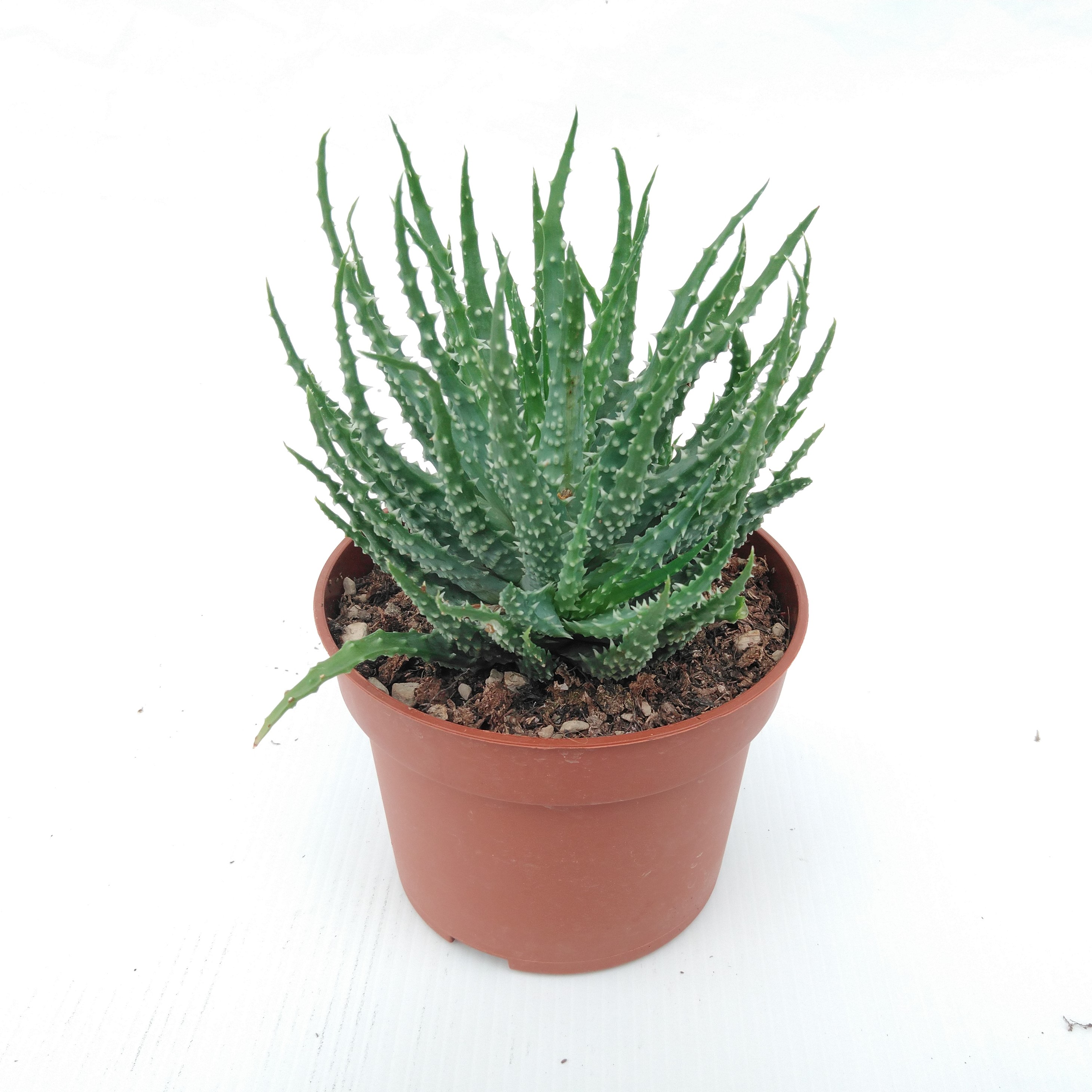 Aloe - Haworthia mix 